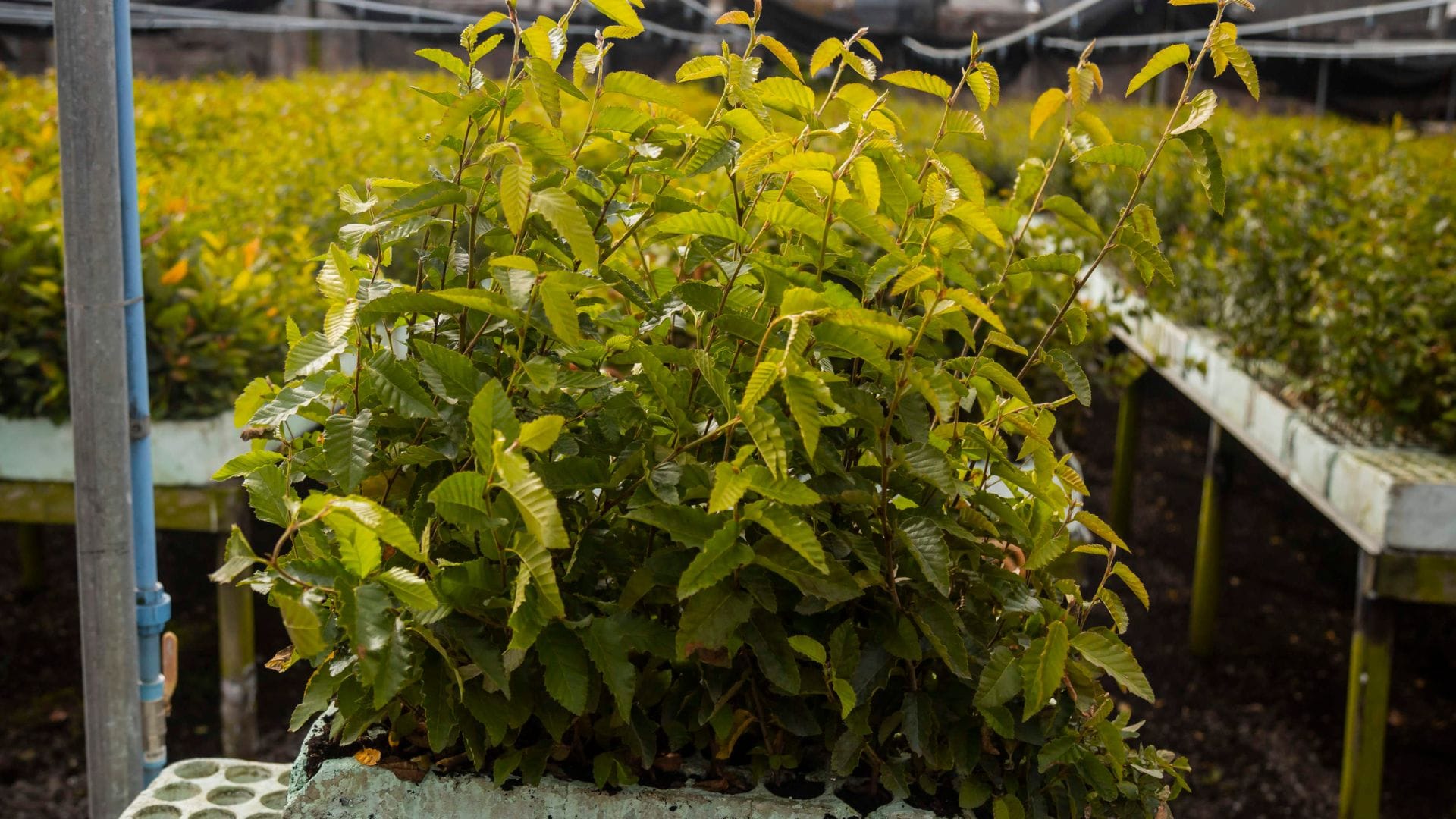 UdeC avanza en su primer jardín botánico: Preparan terreno en Concepción