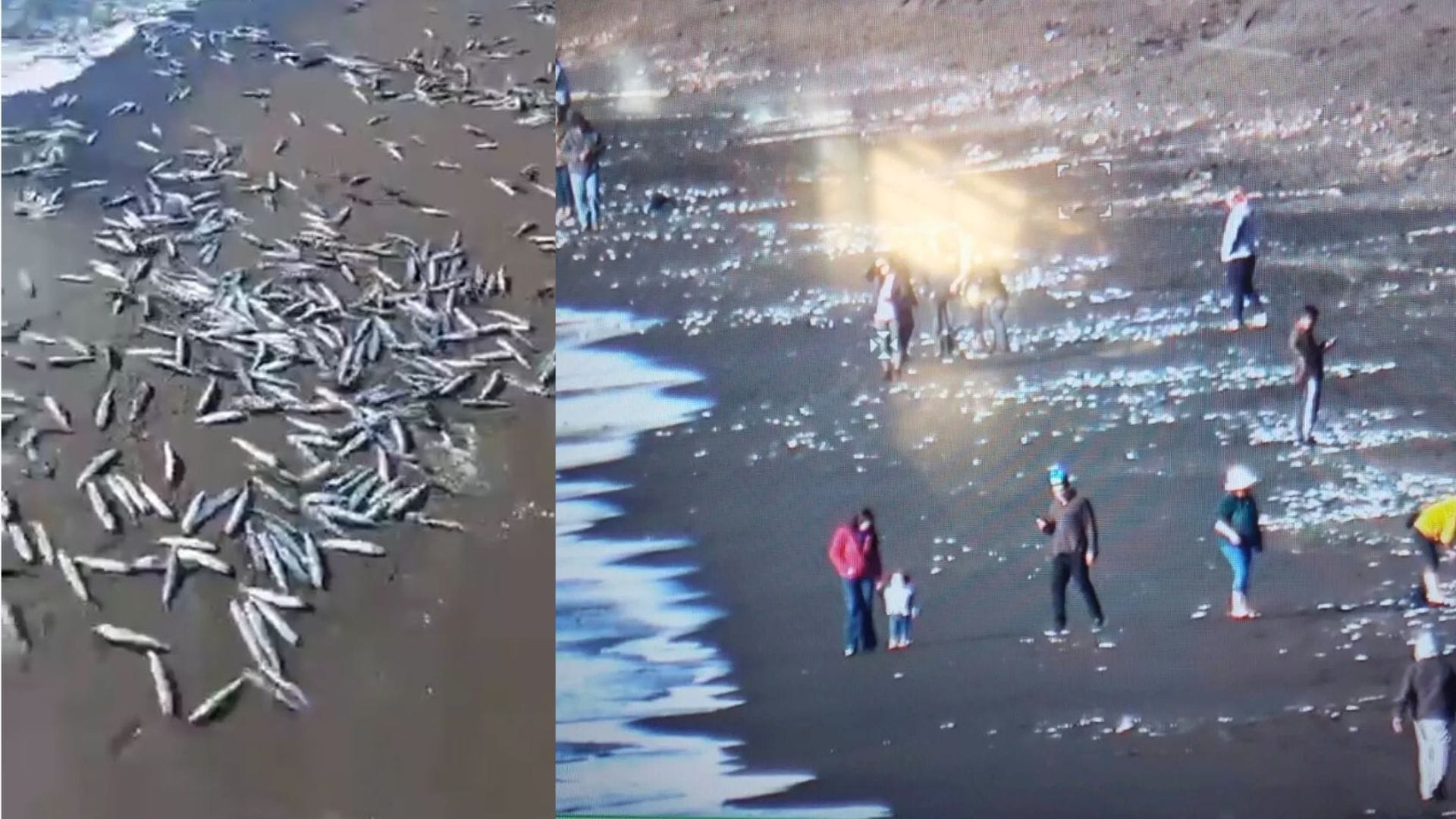 Alertan sobre cientos de peces varados en Caleta Lenga de Hualpén: Llaman a no llevárselos