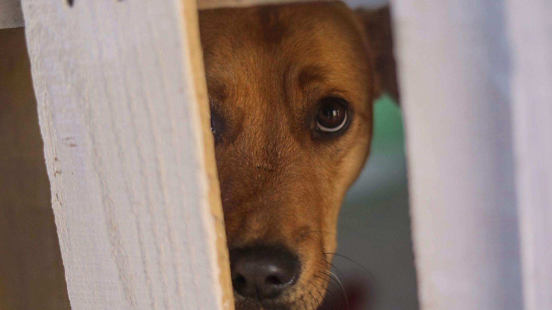 Empresa se compromete con aportar alimento premium para perritos rescatados del abandono en Coronel