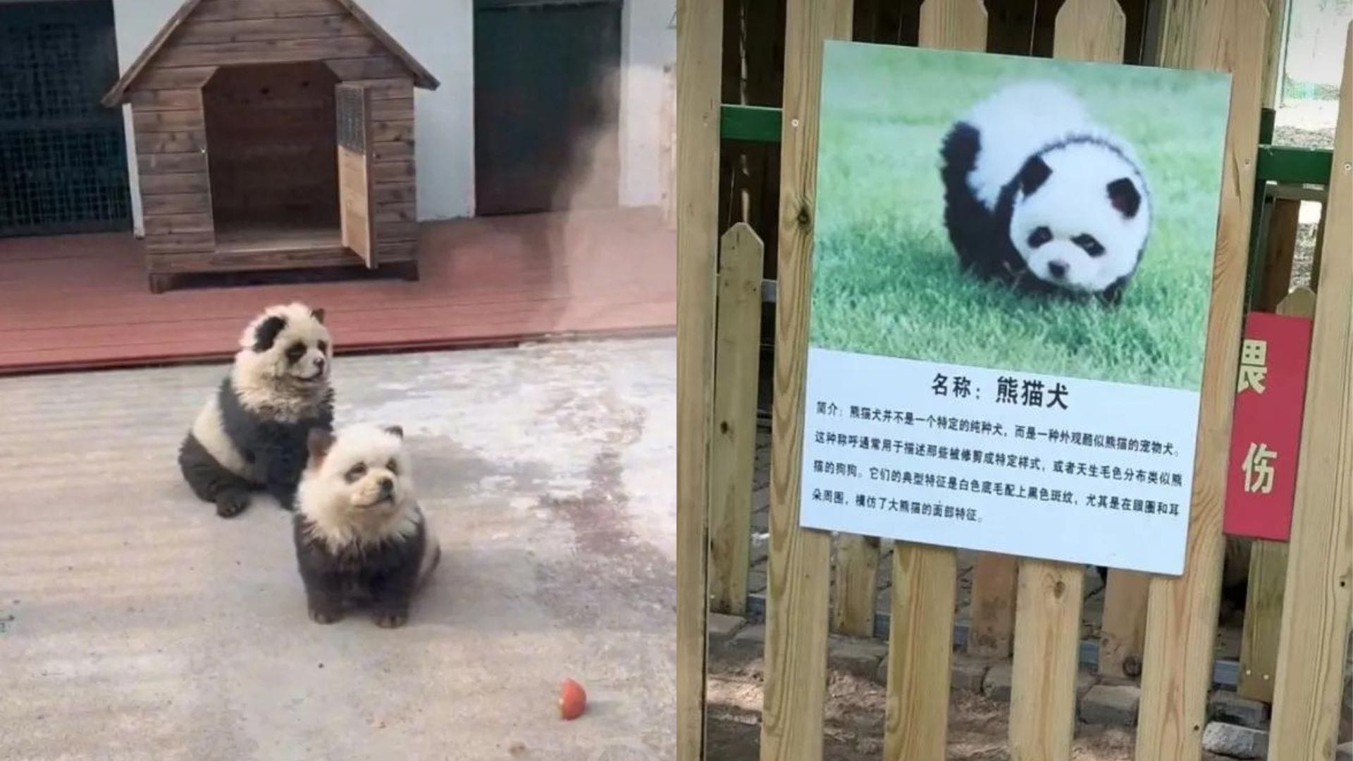 Escándalo en zoológico chino: Tiñen perros Chow Chow para hacerlos pasar por pandas