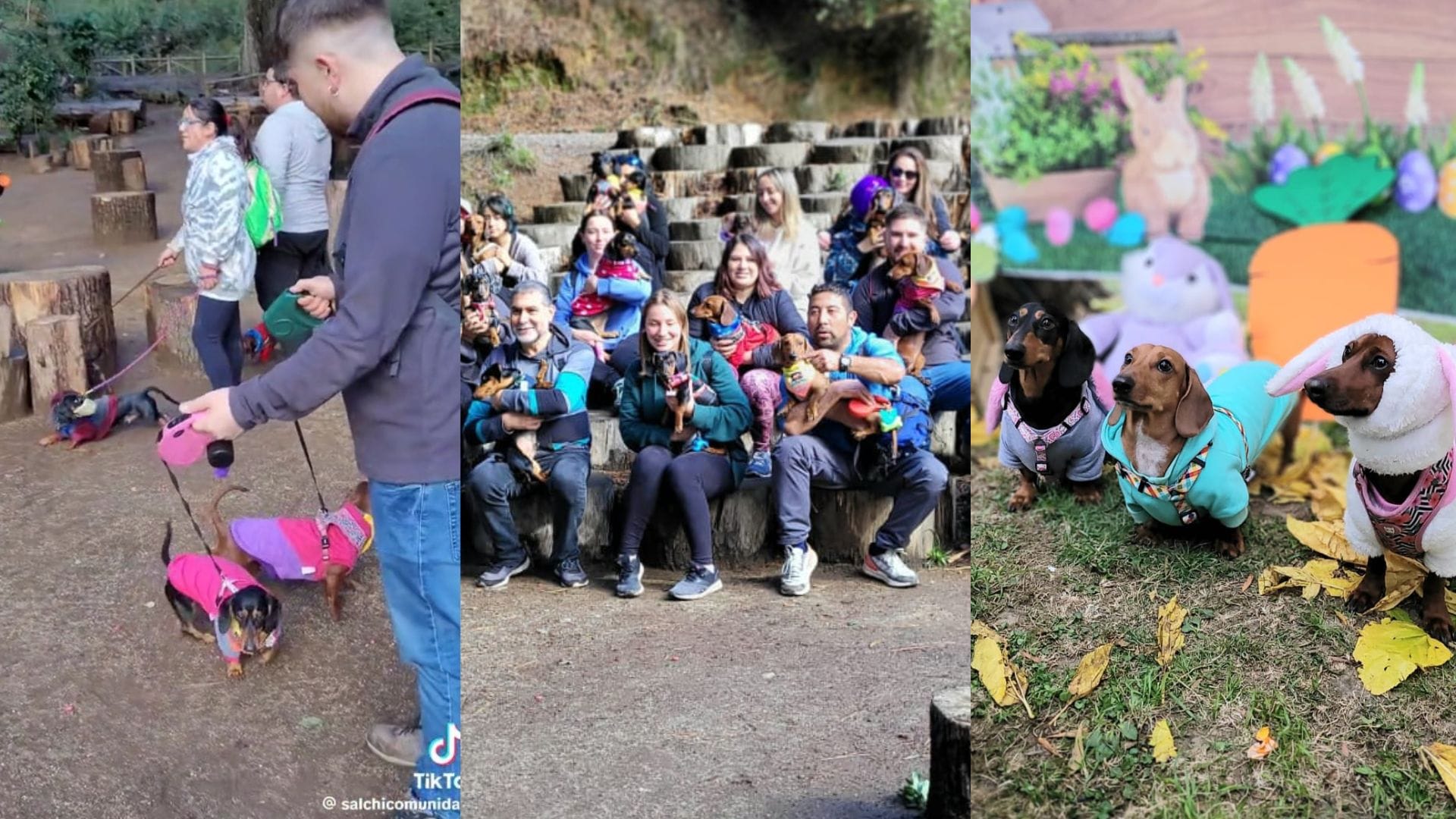 Perros salchicha se toman Concepción con “salchitrekking” para comunidad de dachshunds