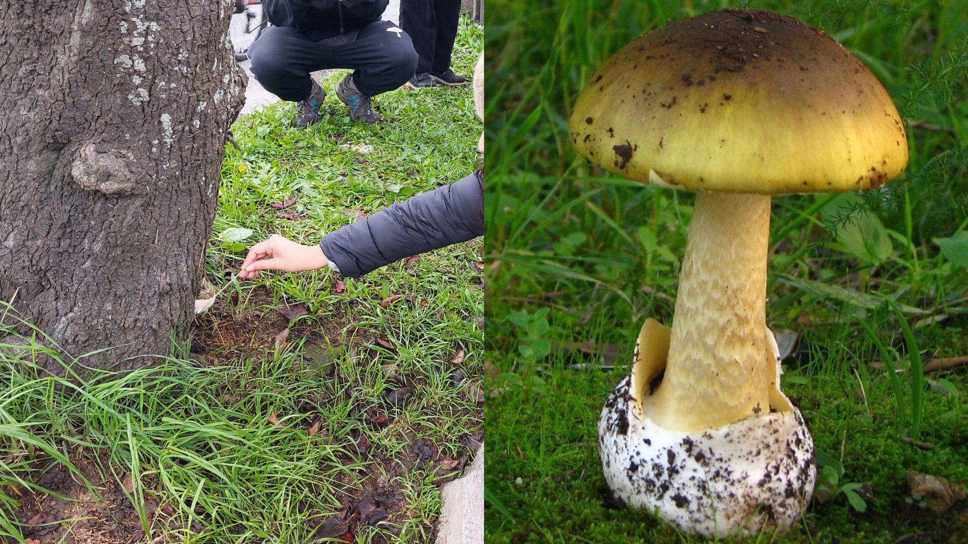 Tipos de hongos en el Gran Concepción y cómo reconocerlos: Consumo de especies tóxicas puede tener resultados mortales