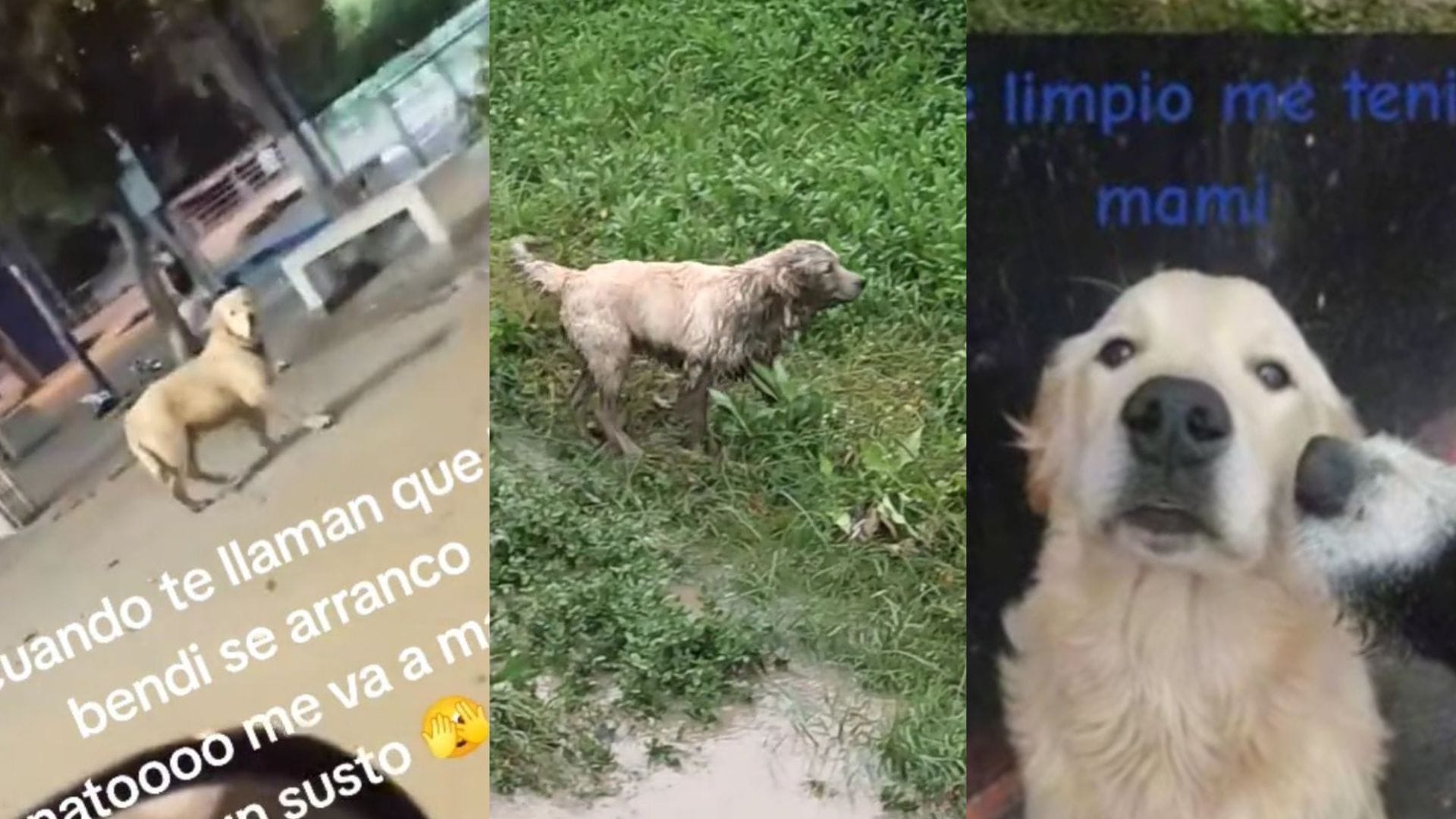 “Hay que buscarlo igual que a marido curao”: Renato, el perro de Lirquén que es viral por su mal comportamiento