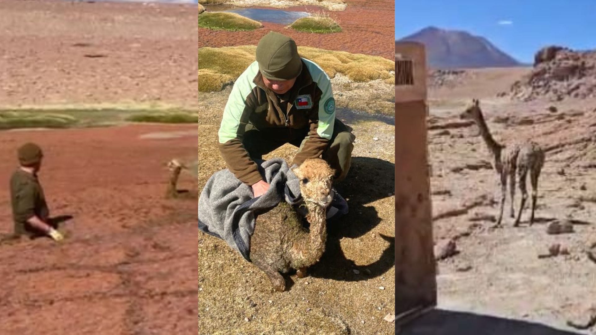 Rescatan a cría de vicuña que quedó atrapada en el lodo en San Pedro de Atacama