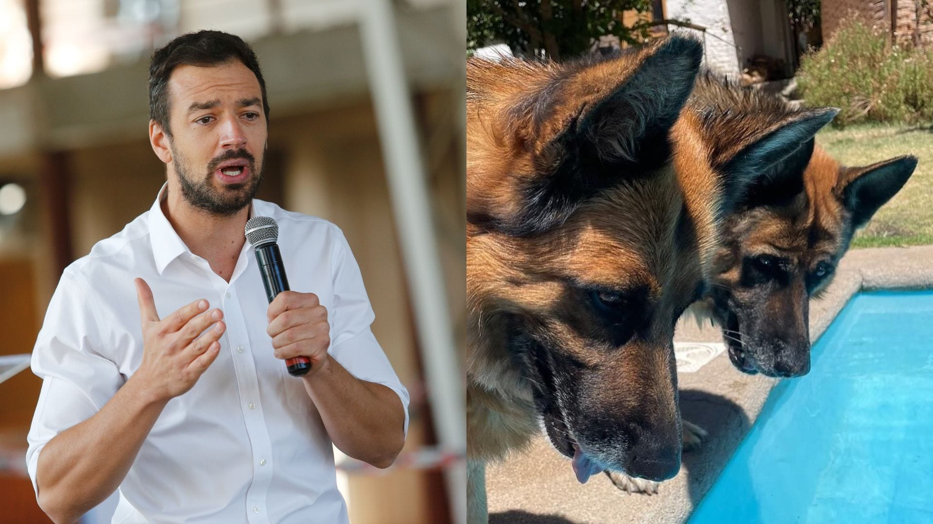 Envenenan y matan a perros del Alcalde Vodanovic: “Me cuesta entender tanta maldad”