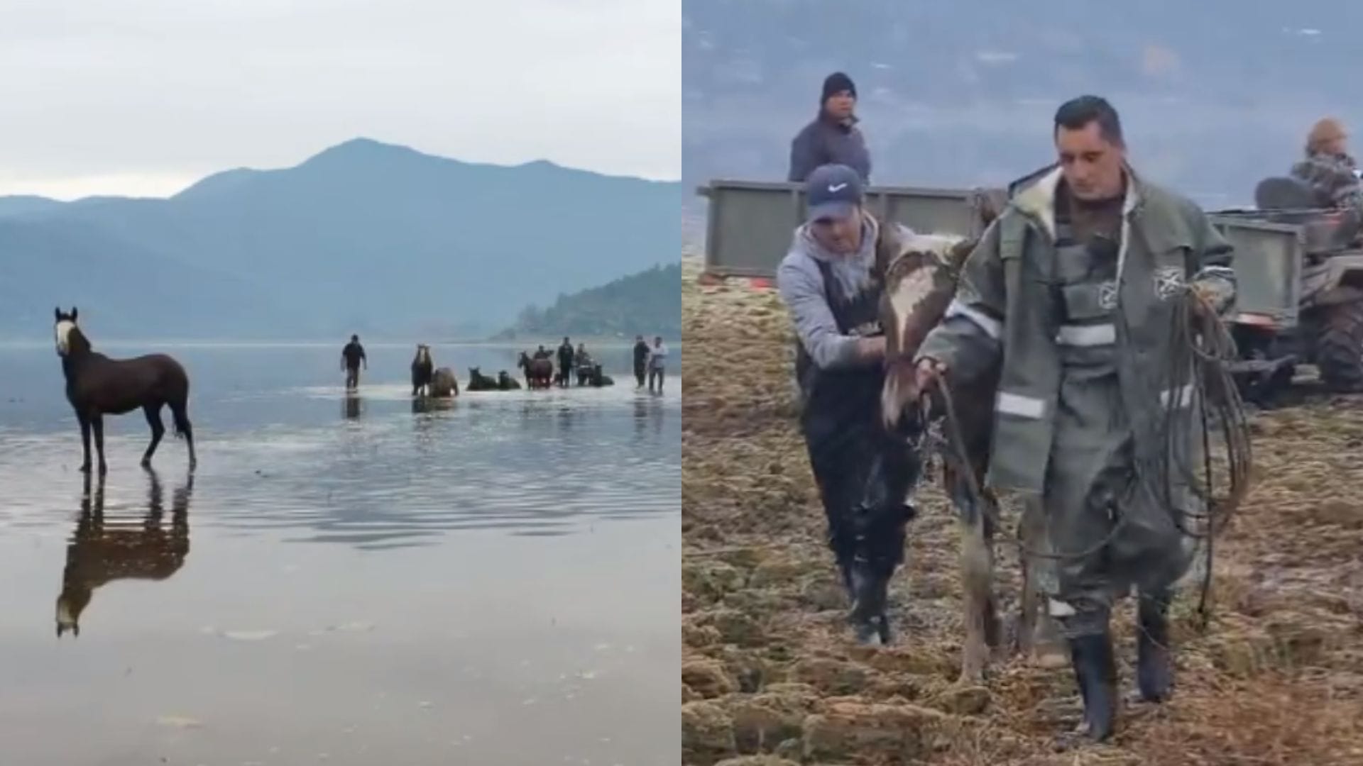 Vecinos se organizan para salvar a 12 caballos atrapados en Laguna de Aculeo