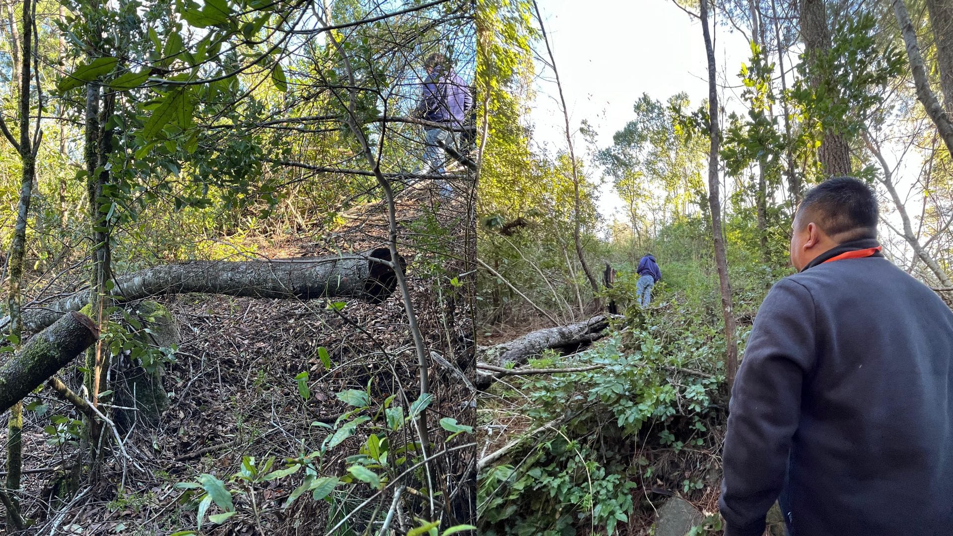 Vecinos de Chiguayante alertan sobre la tala de árboles en Cerro Manquimávida