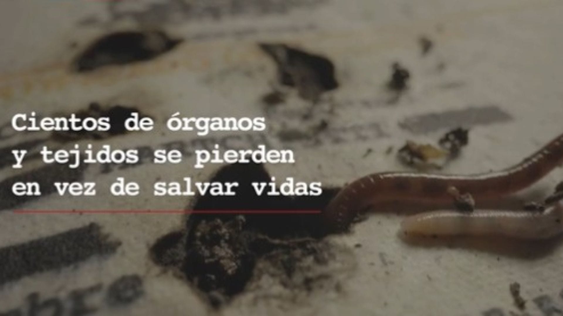 Editorial: “Comida para Gusanos”, la polémica campaña ya cumplió su primer objetivo
