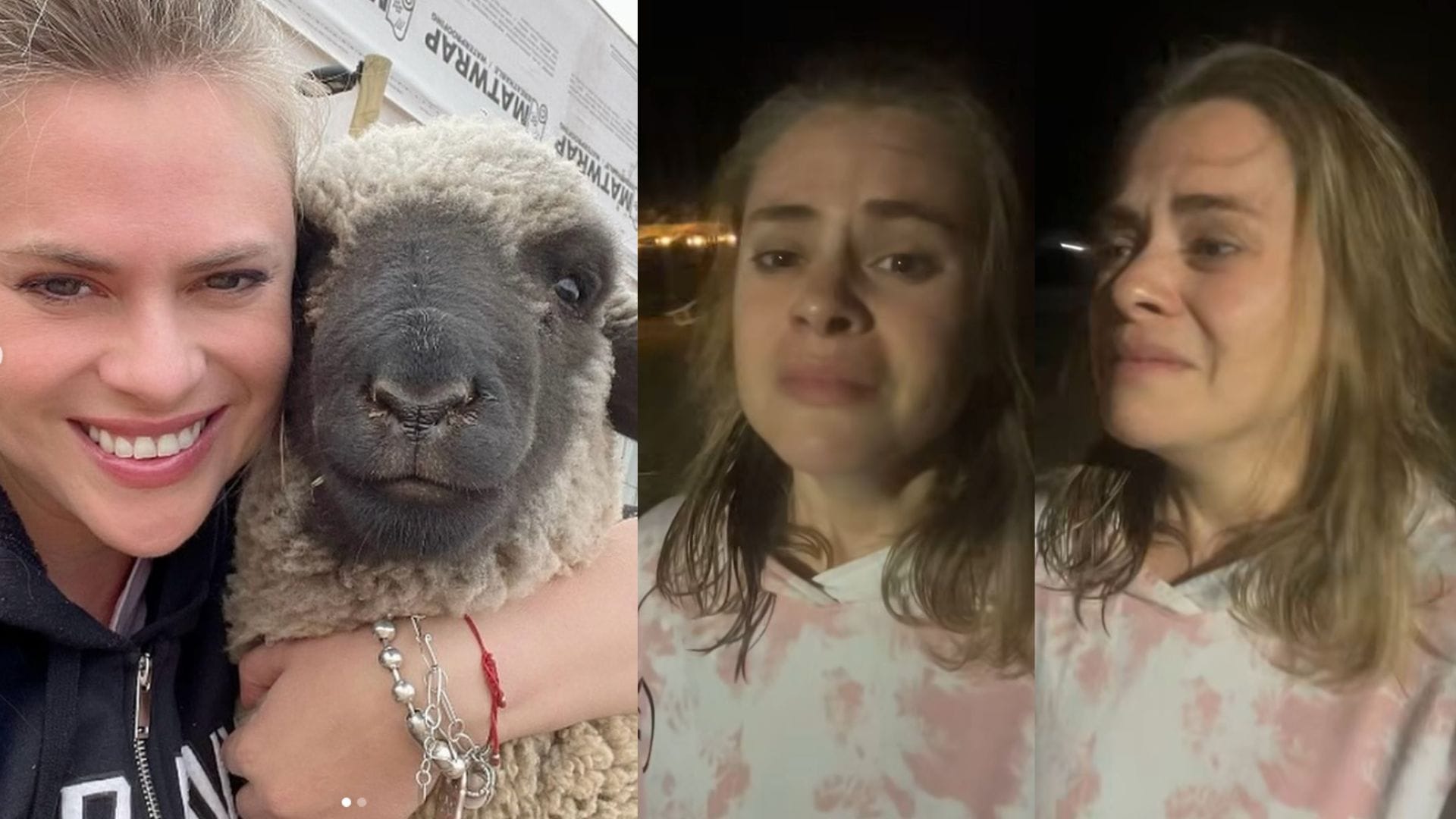 “No lo maten”: Eliana Albasetti ruega por encontrar a cordero robado desde santuario en Lampa