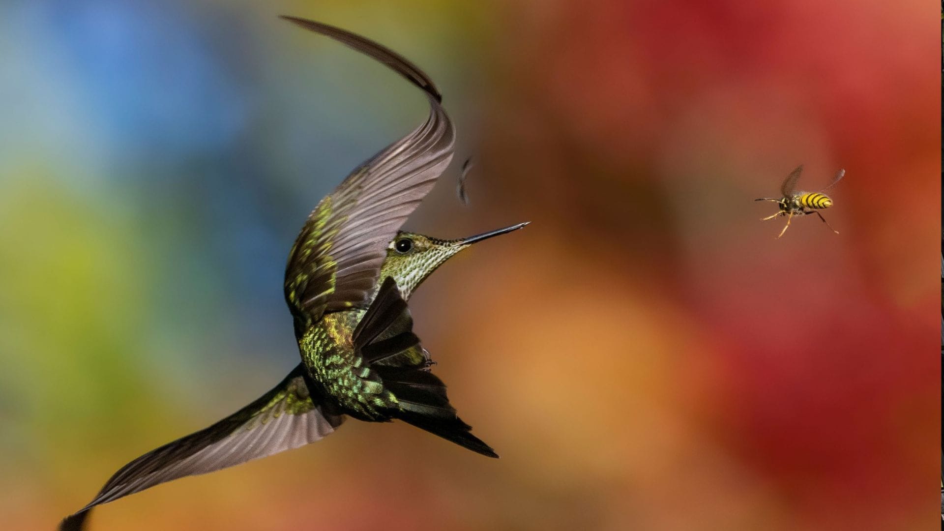 Descubre las fascinantes fotografías con sello ecológico exhibidas en San Pedro de la Paz