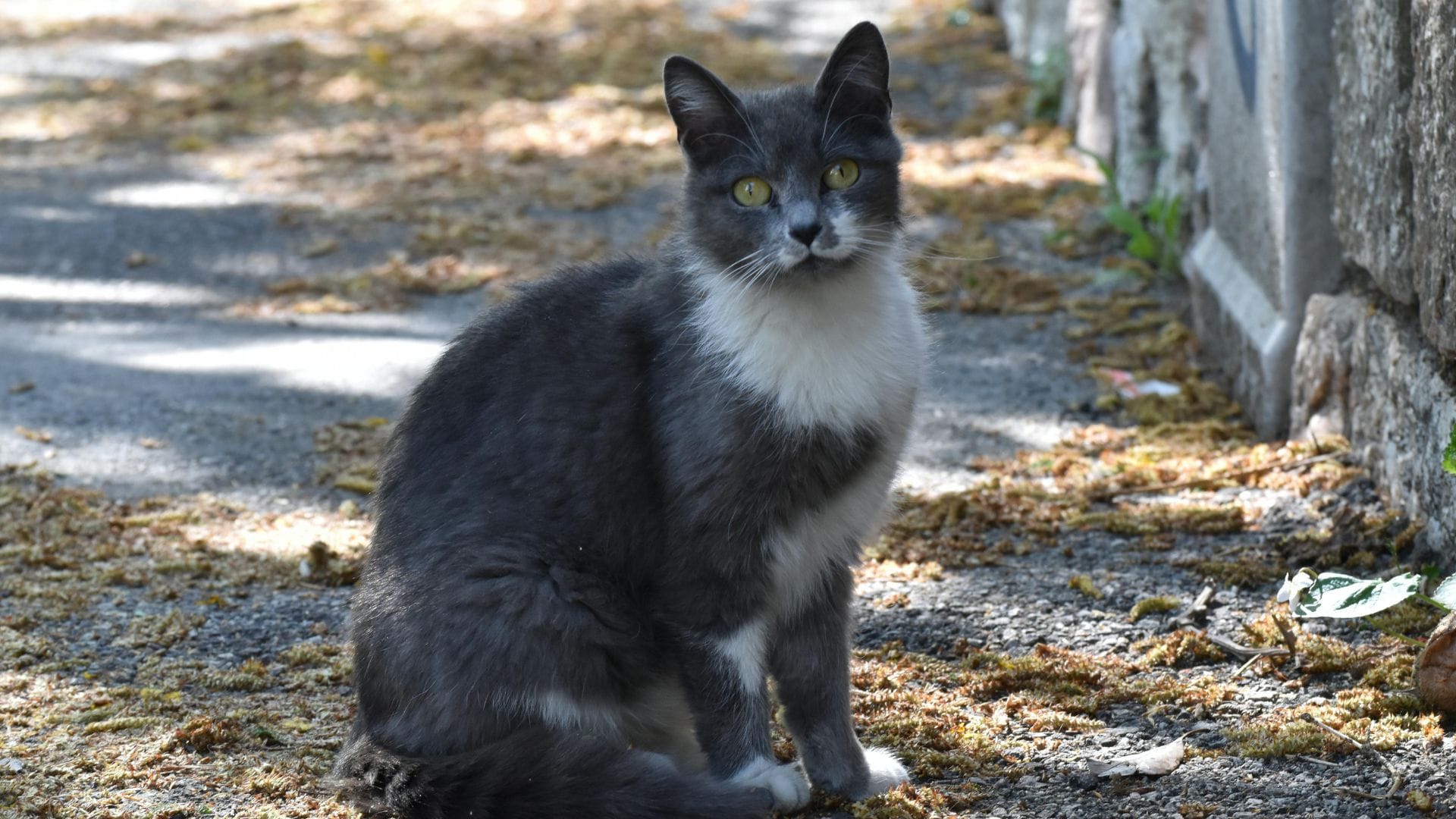 Mujer que abandonó a gatita para ser asesinada por perros callejeros recibe condena en Machalí