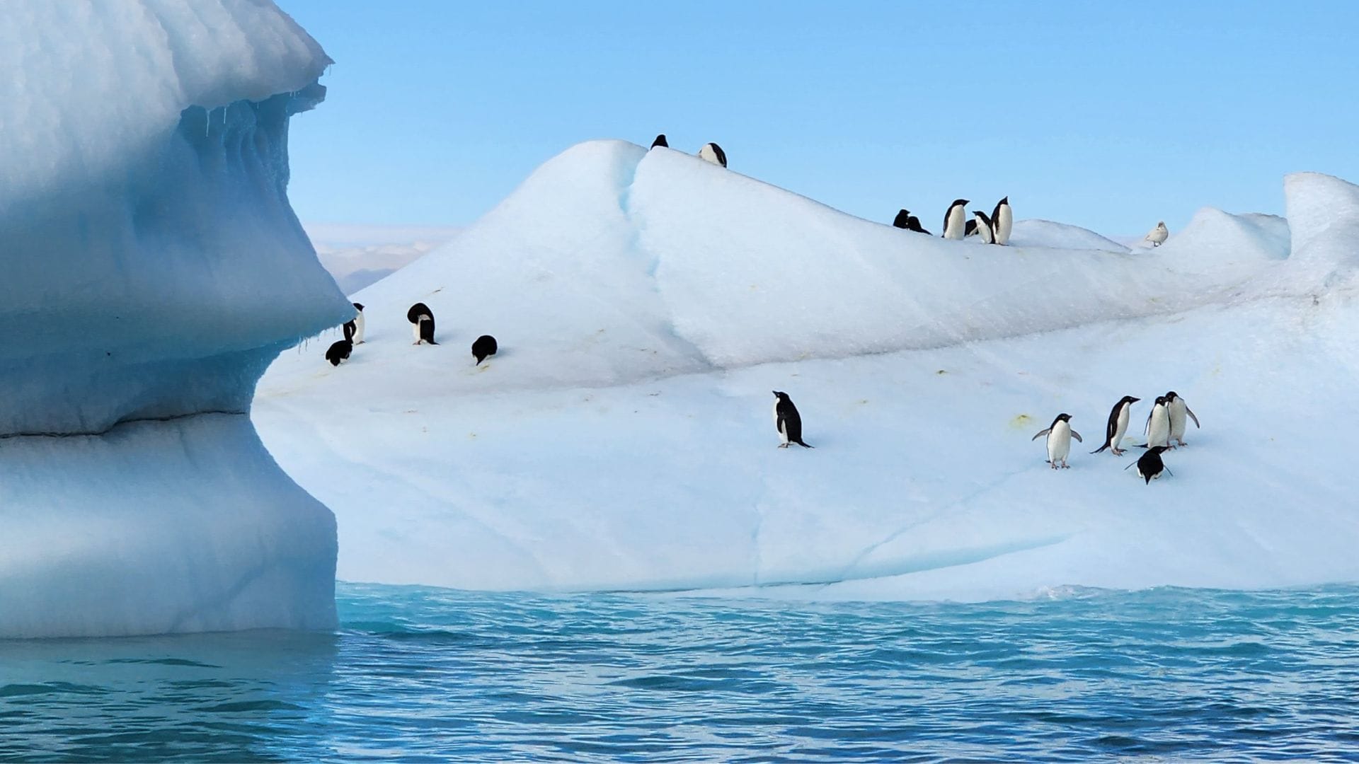 “Metaverso Antártico”: Este es el videojuego gratuito que permite explorar la Antártica y conocer su biodiversidad