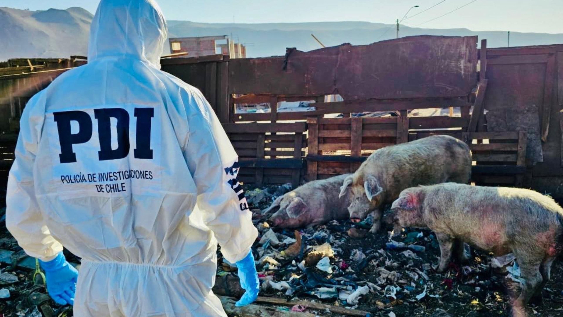 Grave caso de maltrato animal en Arica: Detienen a hombre que tenía 50 animales abandonados en una parcela