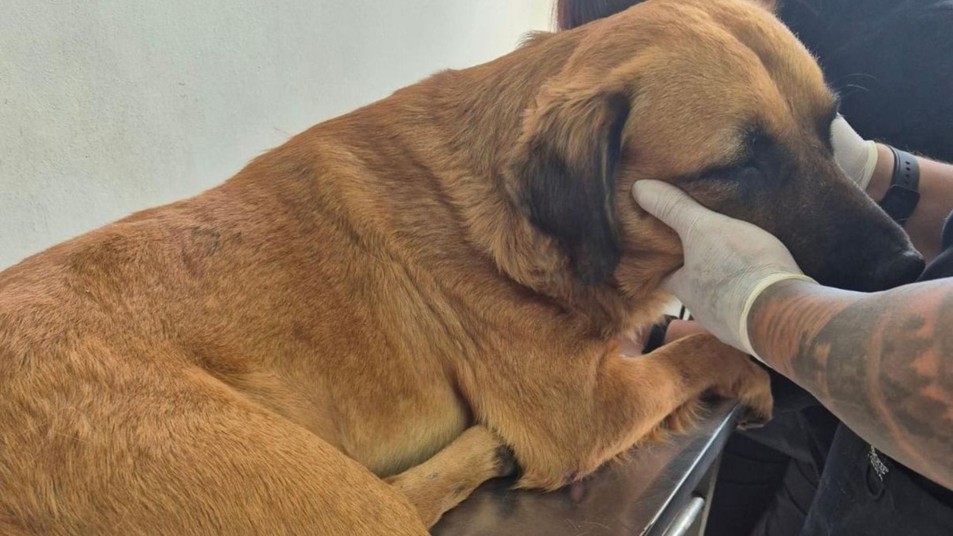 Cruel caso de maltrato animal: Perro fue lanzado desde un tercer piso en liceo de Antofagasta