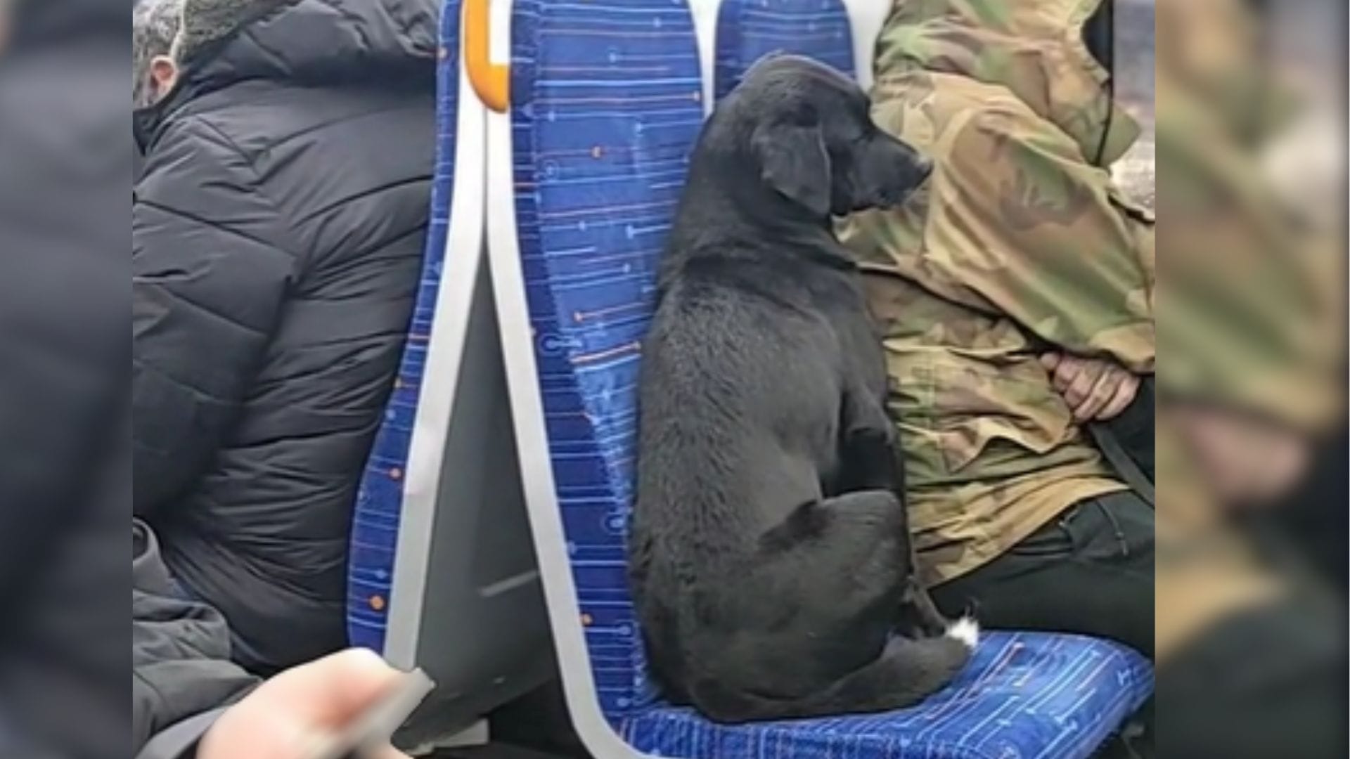 Perrito se guarece de lluvia torrencial viajando en Biotren por el Gran Concepción: La historia de Aquile