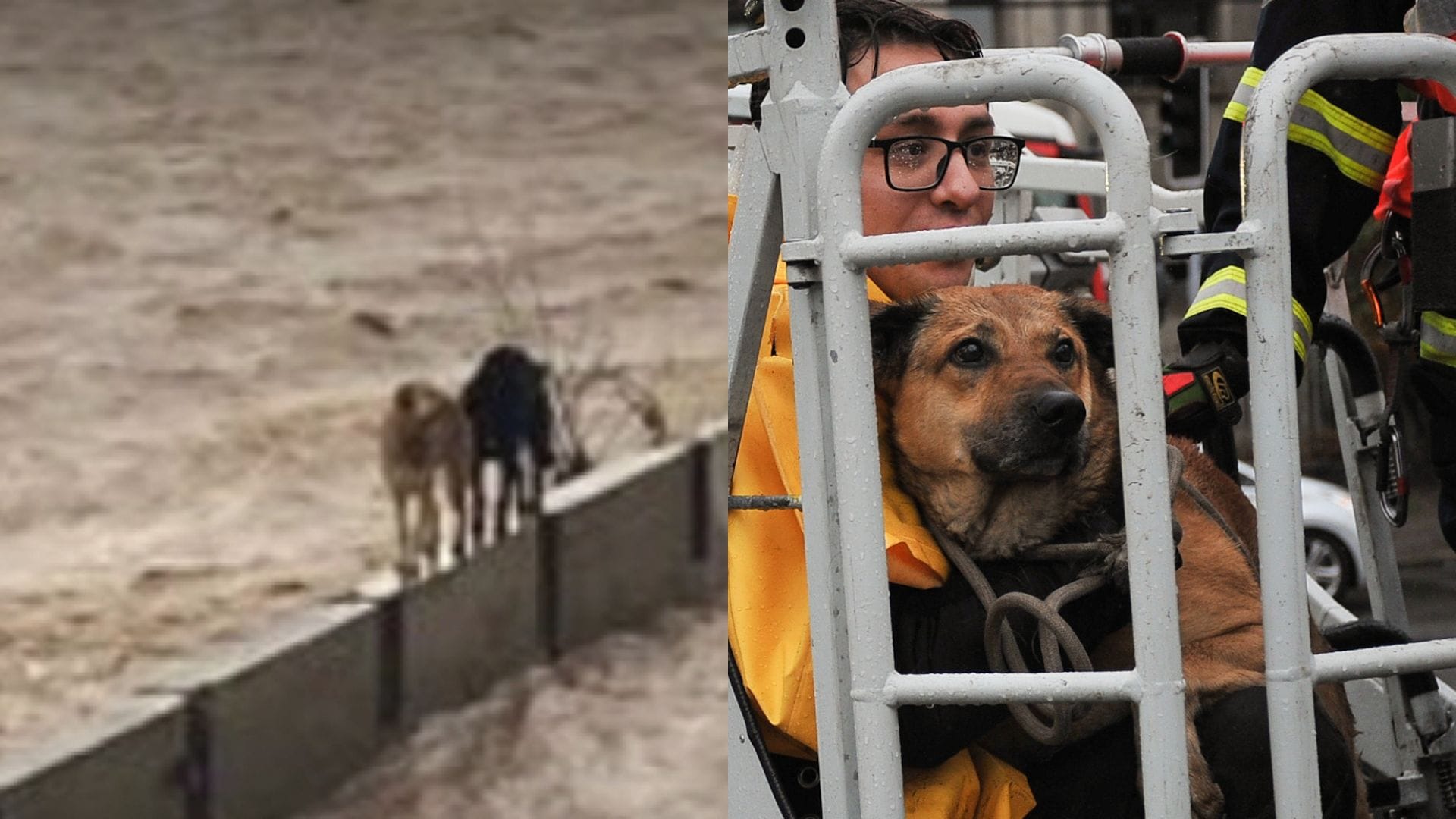 Captan el heroico rescate de perros y gatos atrapados en el Río Mapocho de Santiago