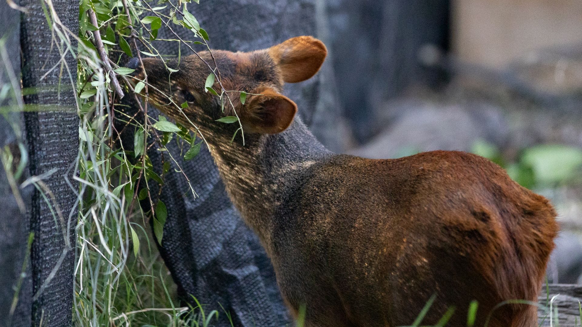 Tras ataque a pudú en Parque Nacional Nonguén: Buscarán darle mayor protección al territorio e instan a la tenencia responsable de mascotas