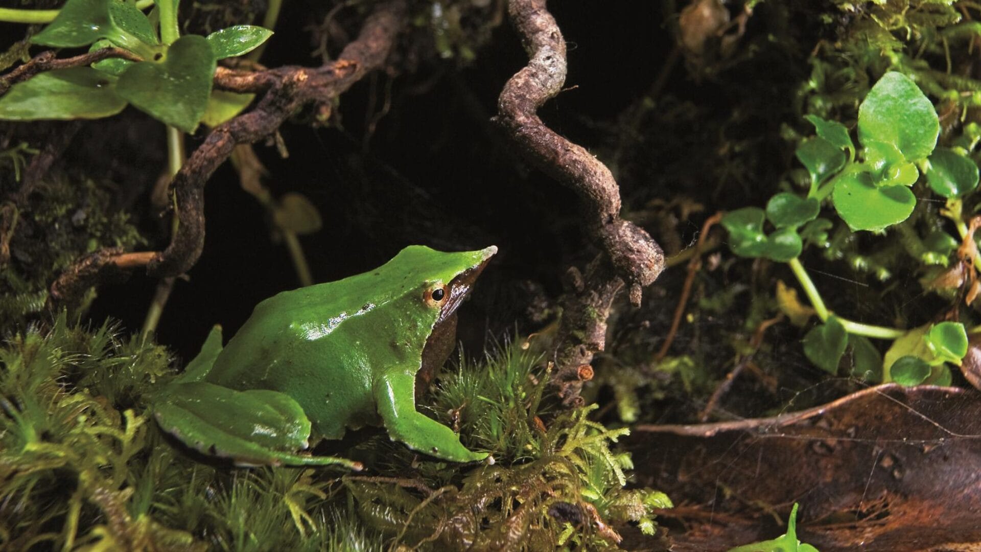 Ranita de Darwin: El fenómeno natural que destaca por su estado de conservación