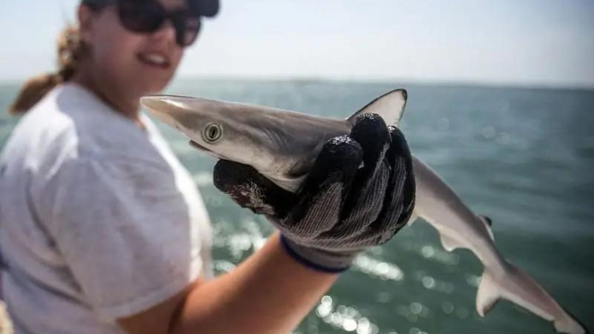 Impactante hallazgo: científicos detectaron cocaína en los tejidos de 13 tiburones en las costas de Brasil