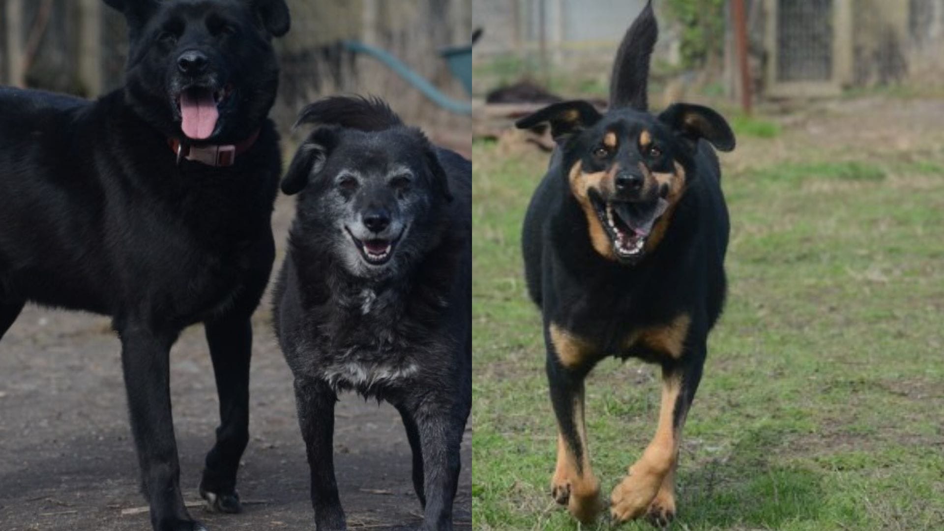 En beneficio de perros “senior”: Refugio de Concepción lanza rifa con increíbles premios
