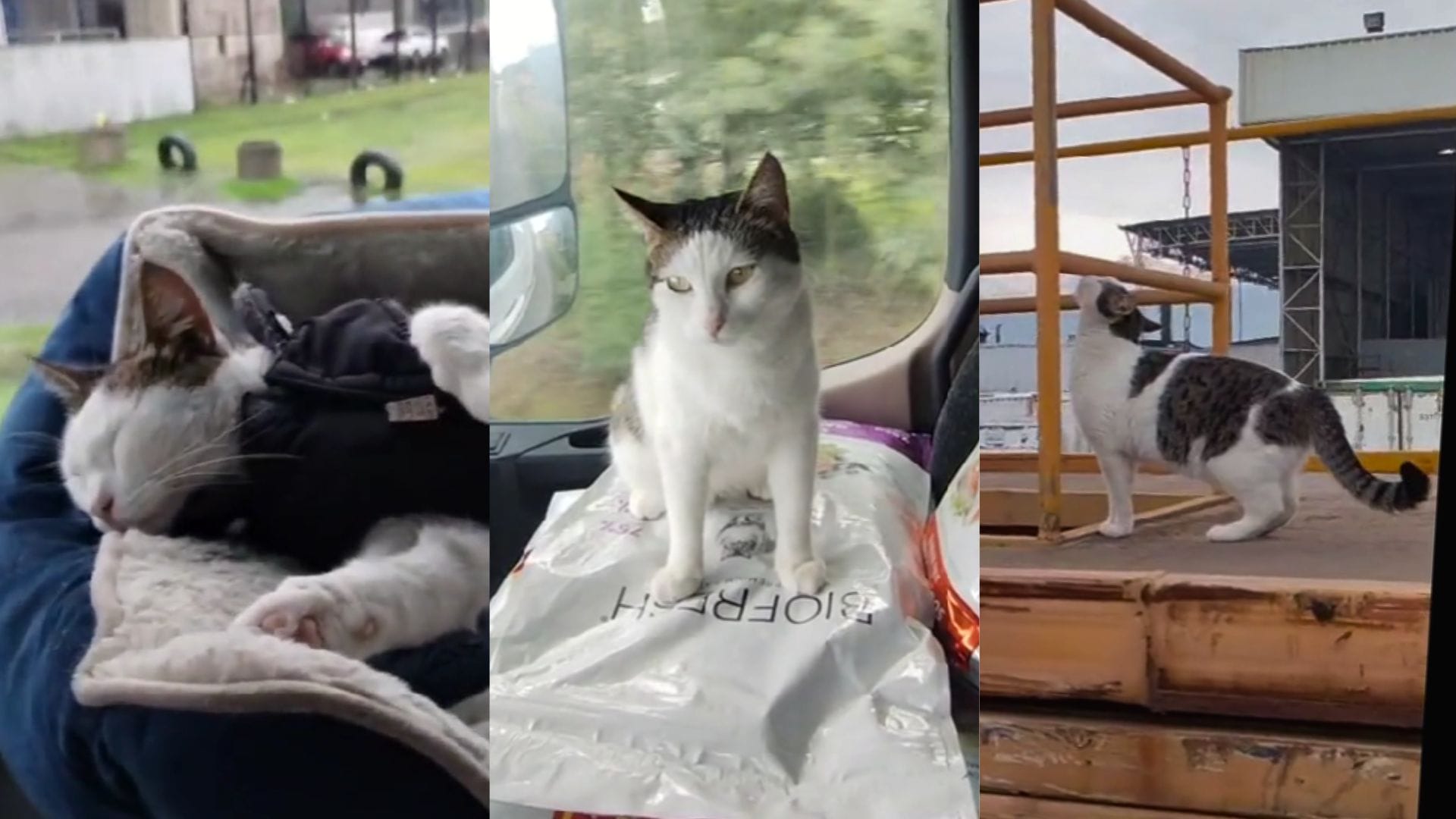 Gatita del Biobío viaja junto a camionero por todo Chile: La historia de Don Joaquín y su “Chikitita”