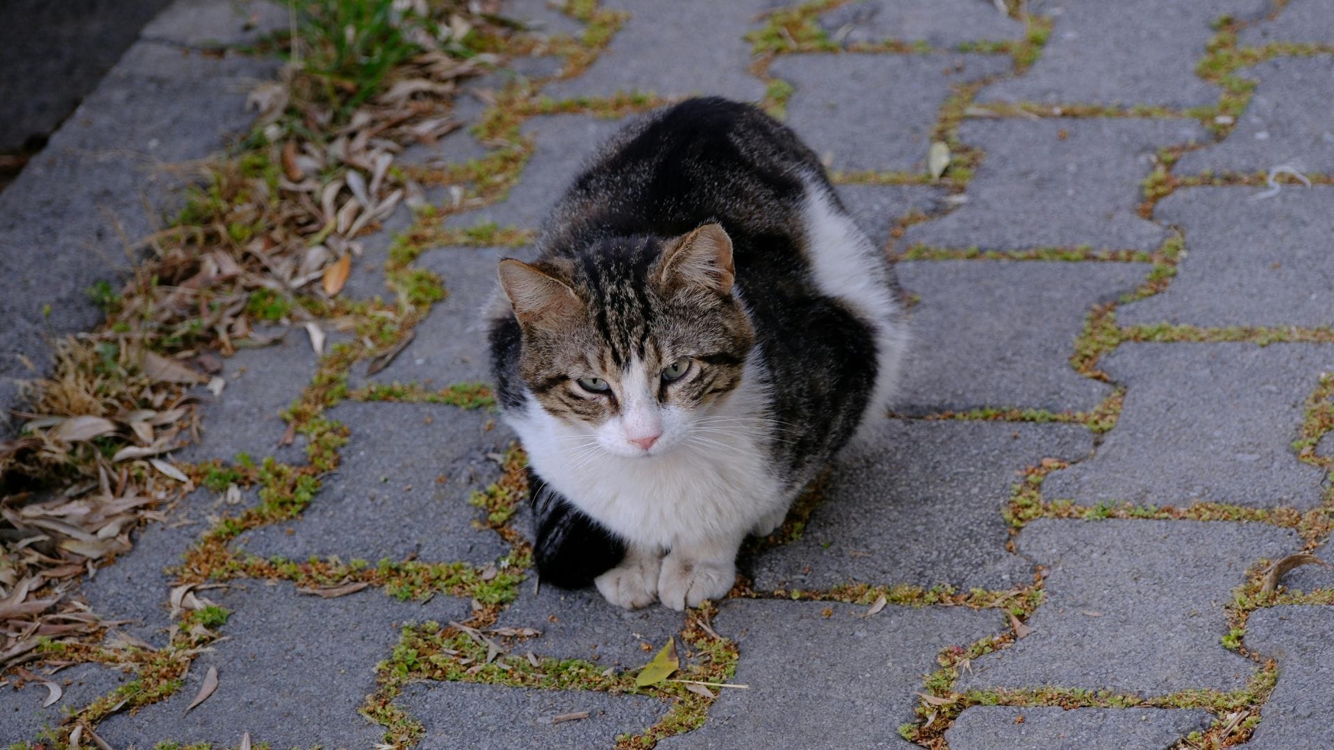 Hombre da muerte a gato en plena vía pública de Puerto Montt: Lo golpeó con un objeto contundente