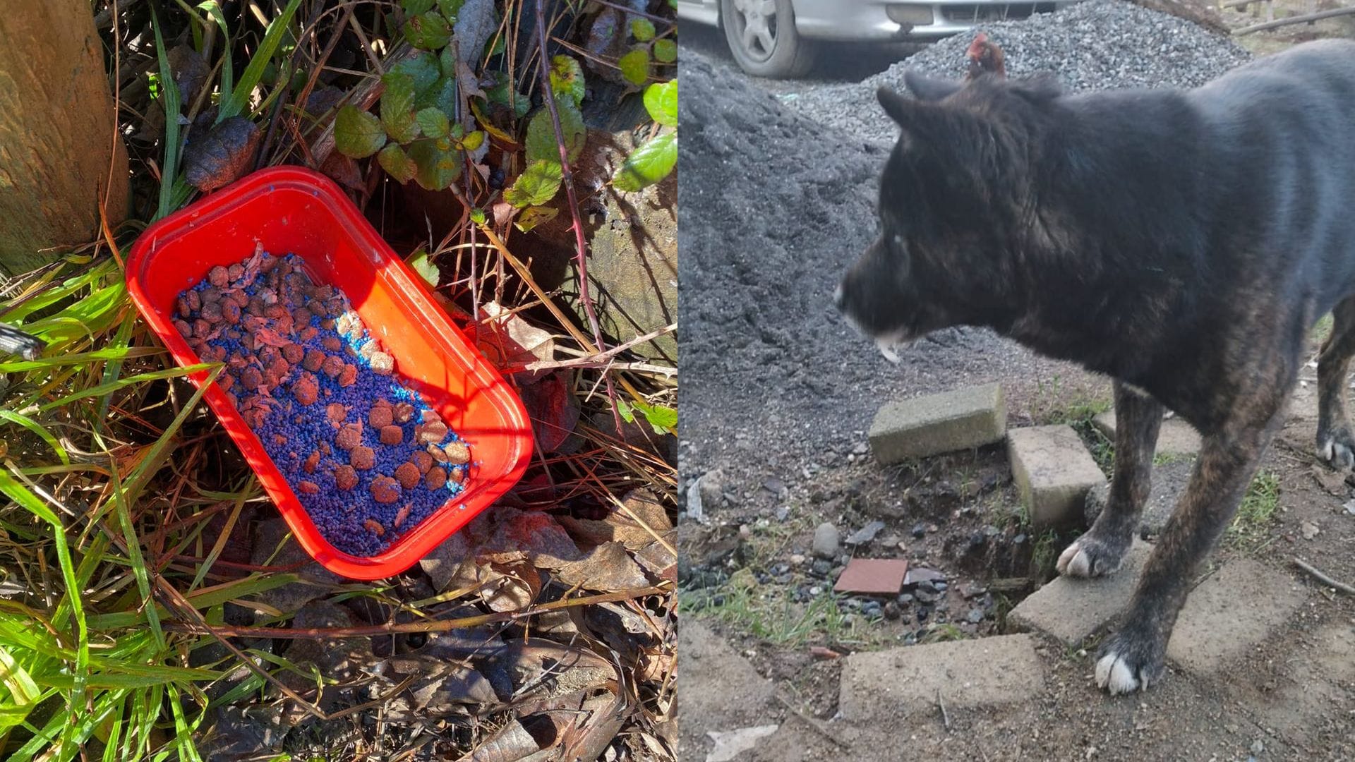 Vecinos de Hualqui en alerta por envenenamiento masivo de perros