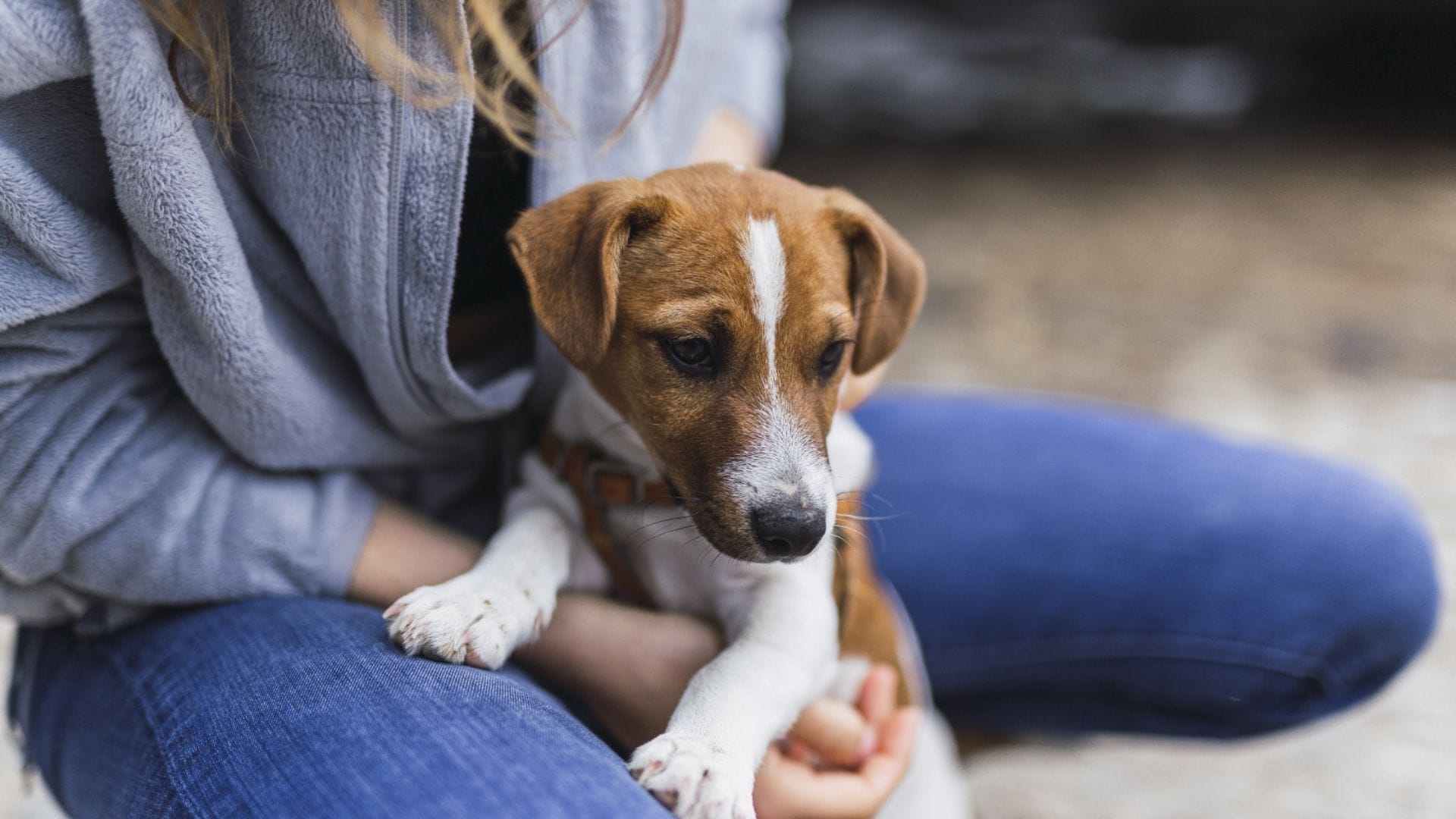 Mall del Centro Concepción celebrará el “Día Mundial del Perro” con jornada de adopción