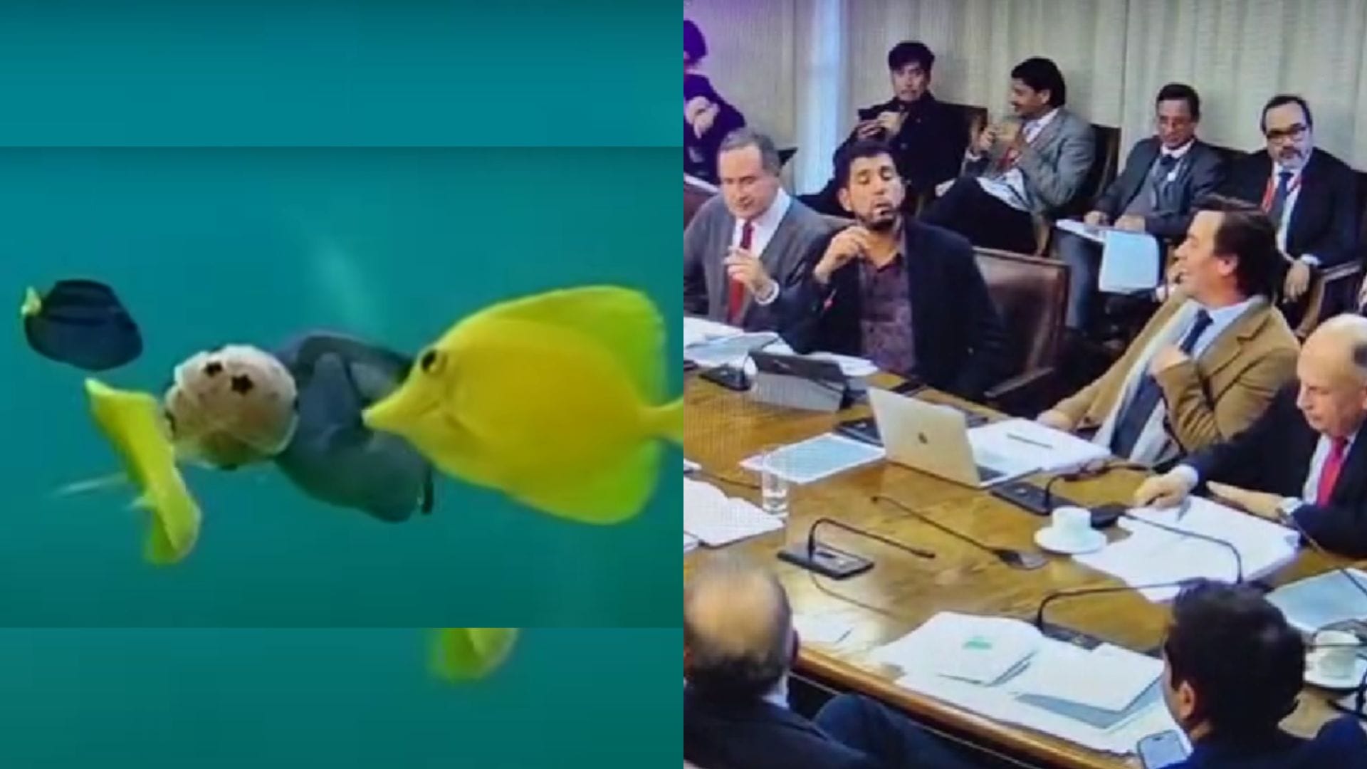 Peces “sintientes” y lobbista en sala: Las trabas para el avance de la Ley de Pesca que generan controversia en el Biobío