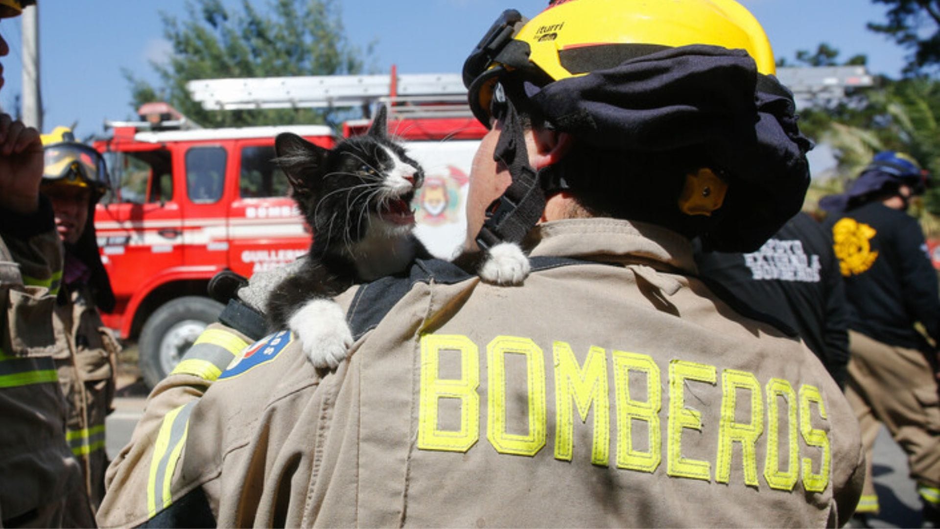Emotivo rescate de gato en incendio ocurrido en California Estados Unidos