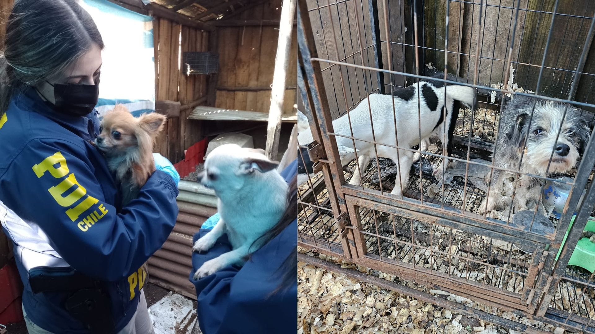 No tenían agua ni comida: Salvan a 16 perros que estaban encerrados en criadero clandestino en Temuco