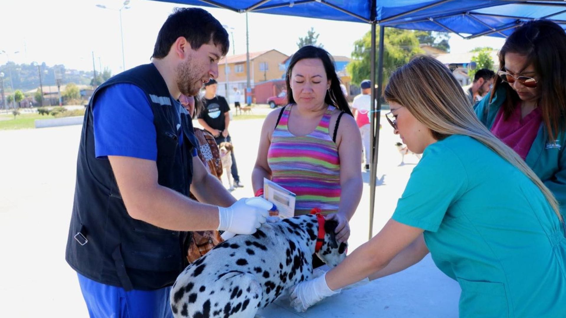 Talcahuano tendrá nueva clínica veterinaria móvil que ofrecerá atención gratuita