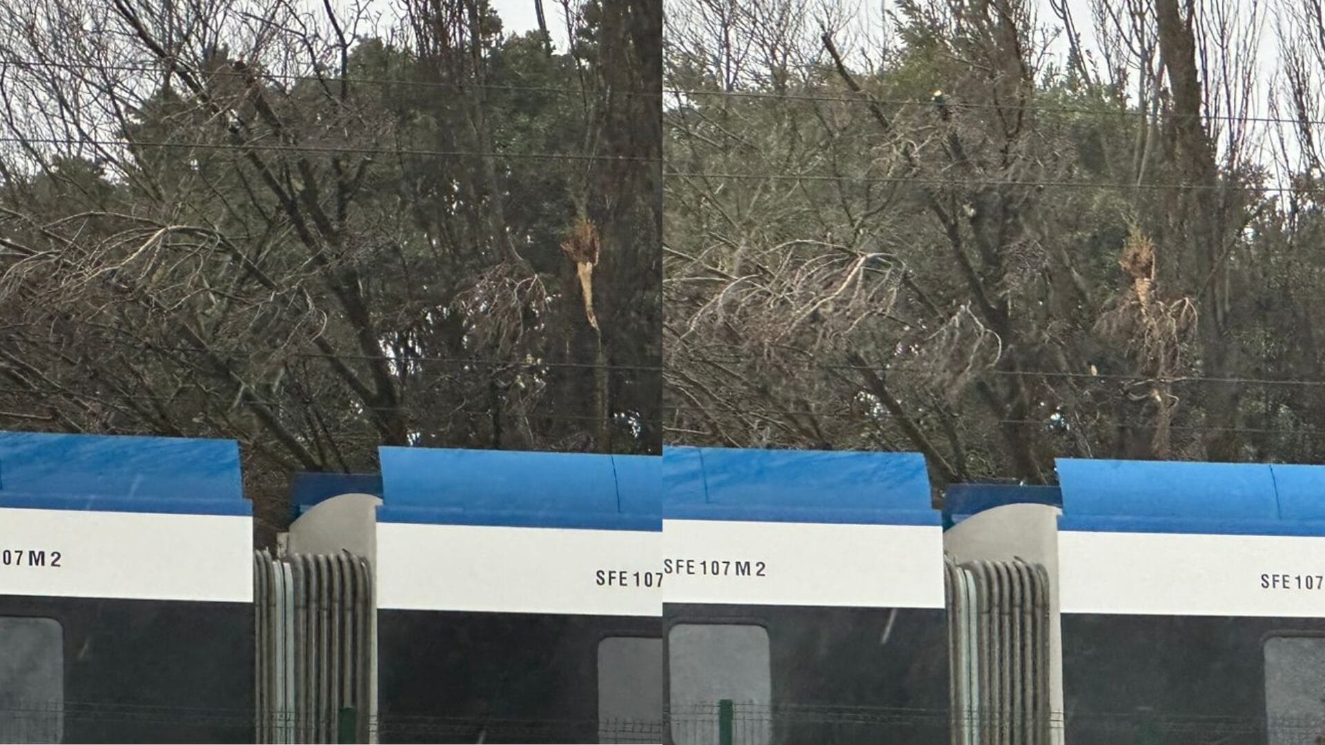 Árbol cayó sobre red eléctrica entre estaciones del Biotren en San Pedro de la Paz