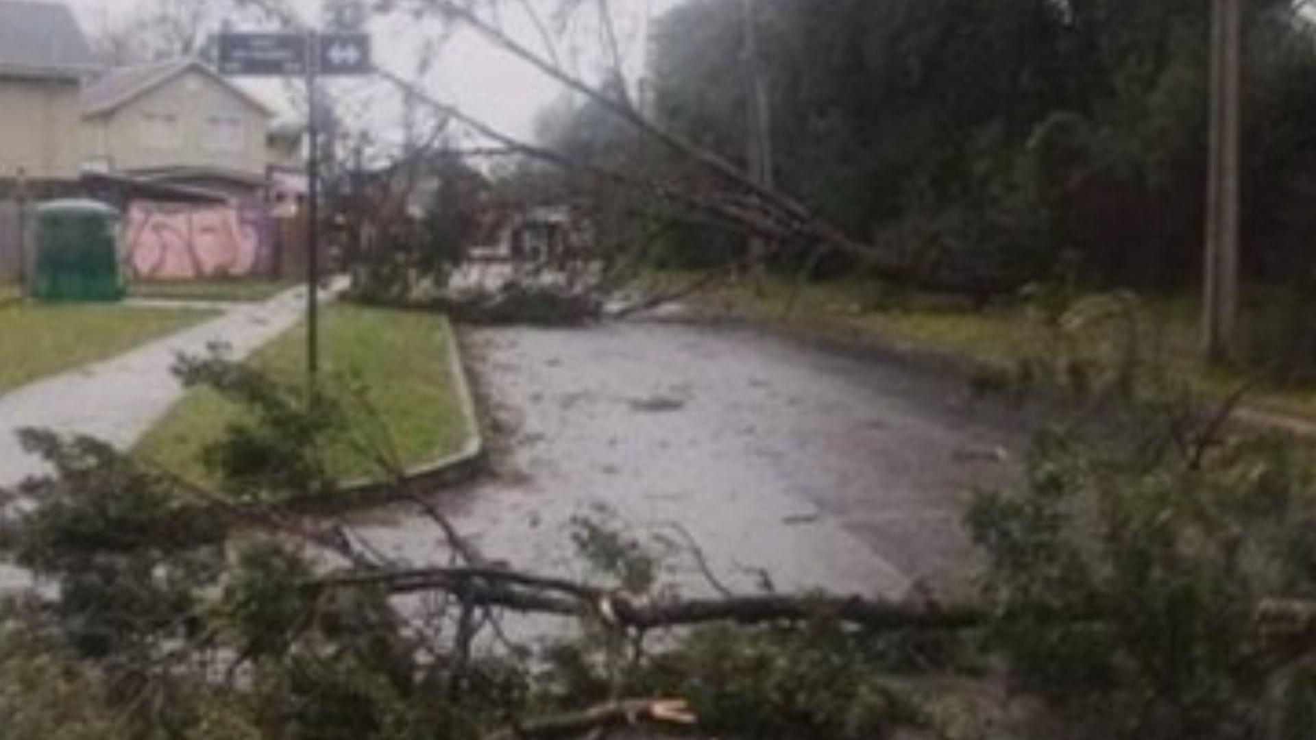 Hombre fallece tras caída de árbol en medio de fuertes vientos durante paso del sistema frontal por la Región de Los Ríos