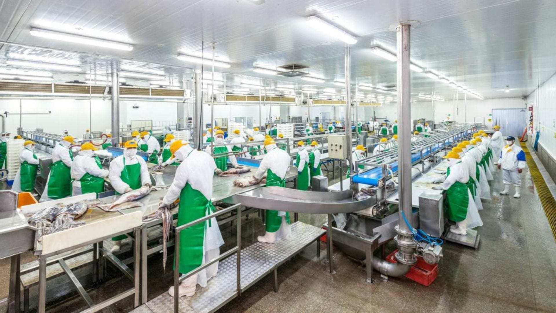 PacificBlu asegura que la pesca industrial de la jibia devolvería 1.700 puestos de empleo al Biobío