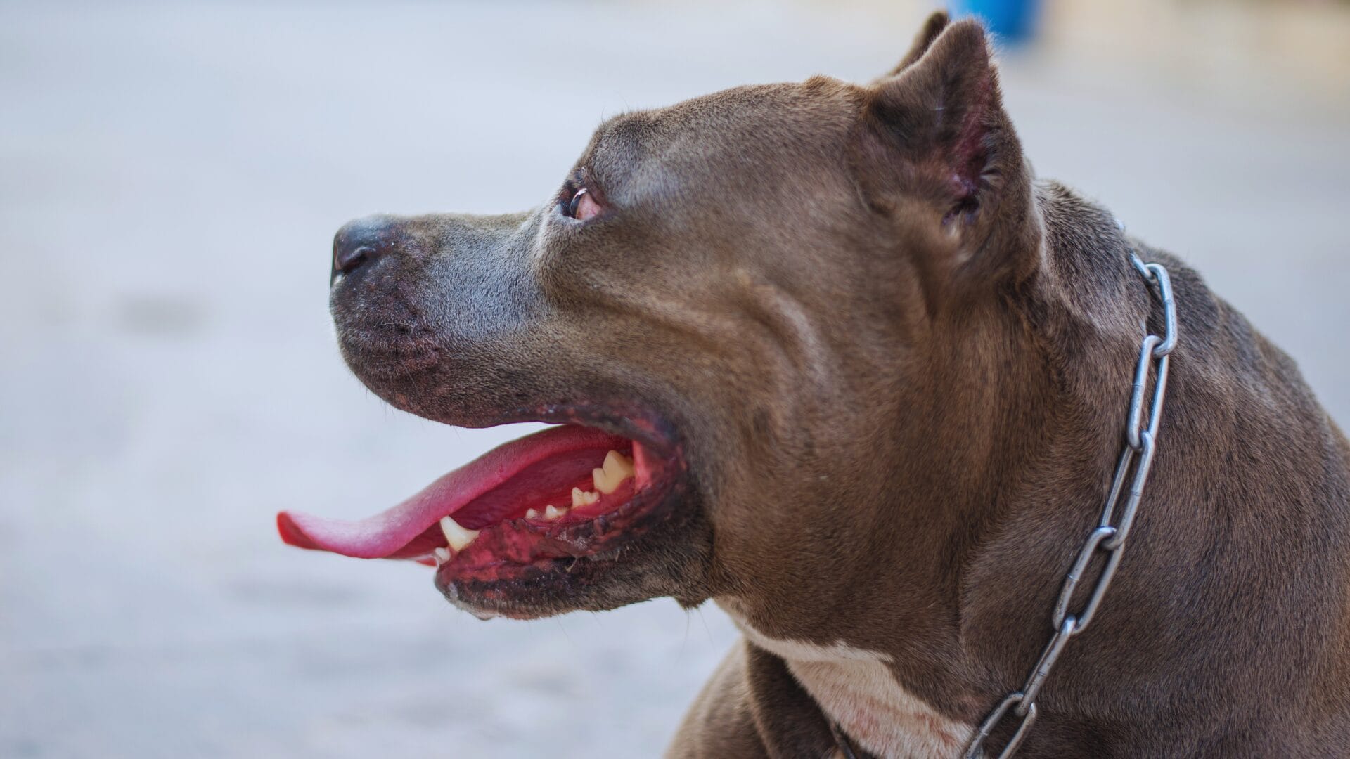 Amputan ambos brazos a adulto mayor que sufrió feroz ataque de jauría de perros pitbull en Santa Juana