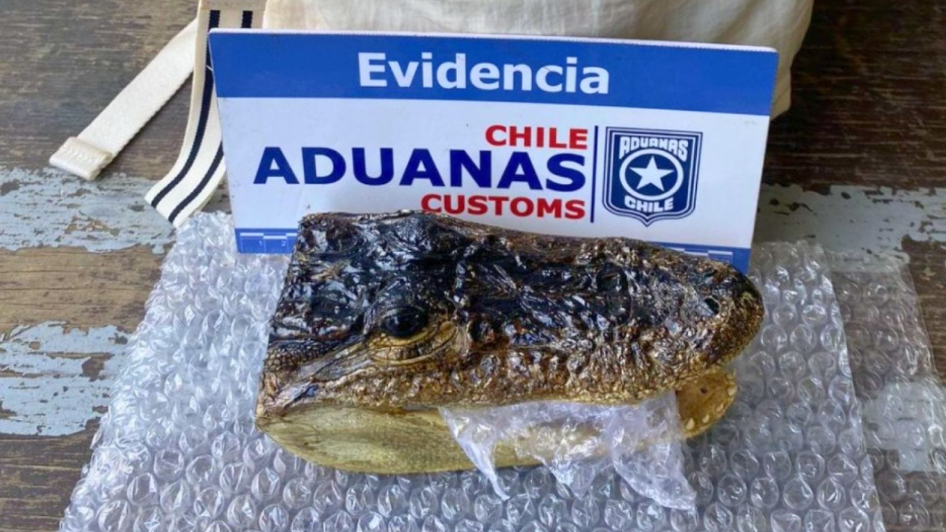 Increíble hallazgo: Turista estadounidense ingresa a Chile cabeza de caimán yacaré