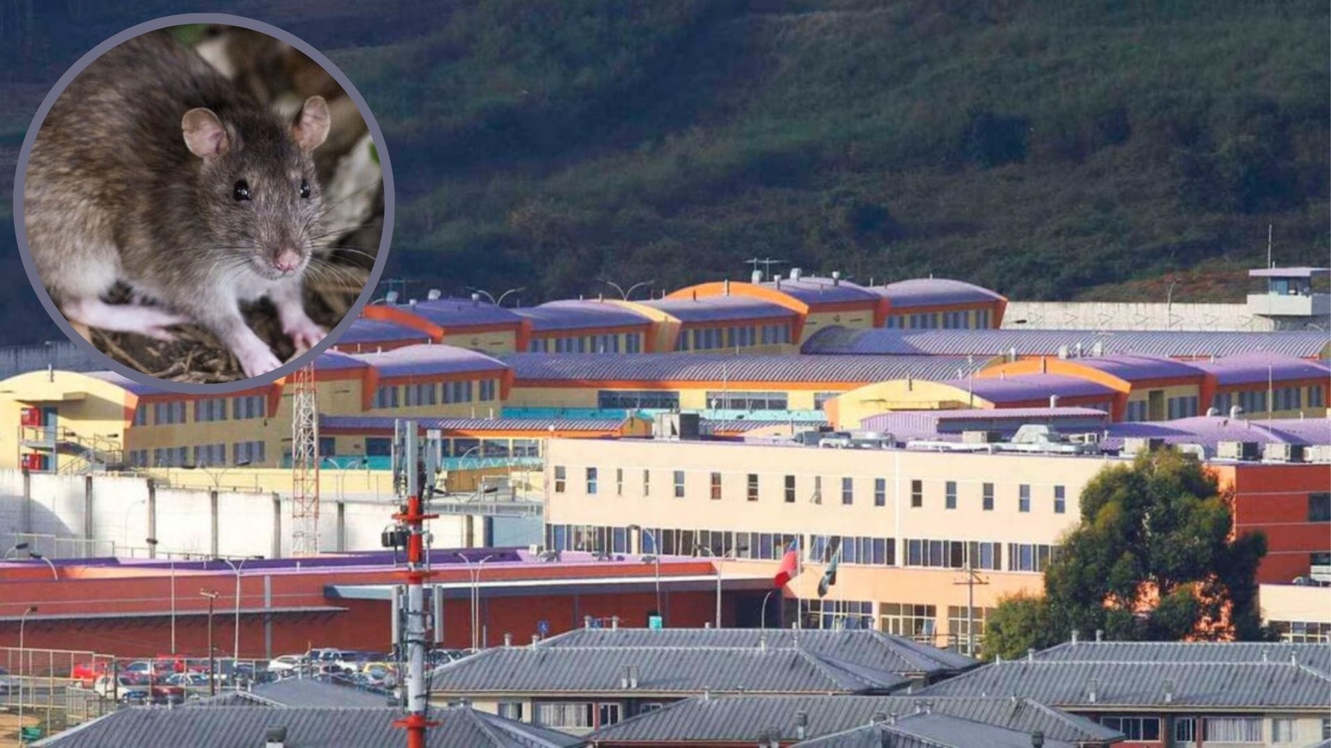 Gendarmería detecta caso de Hanta en cárcel de Concepción: Activaron protocolos