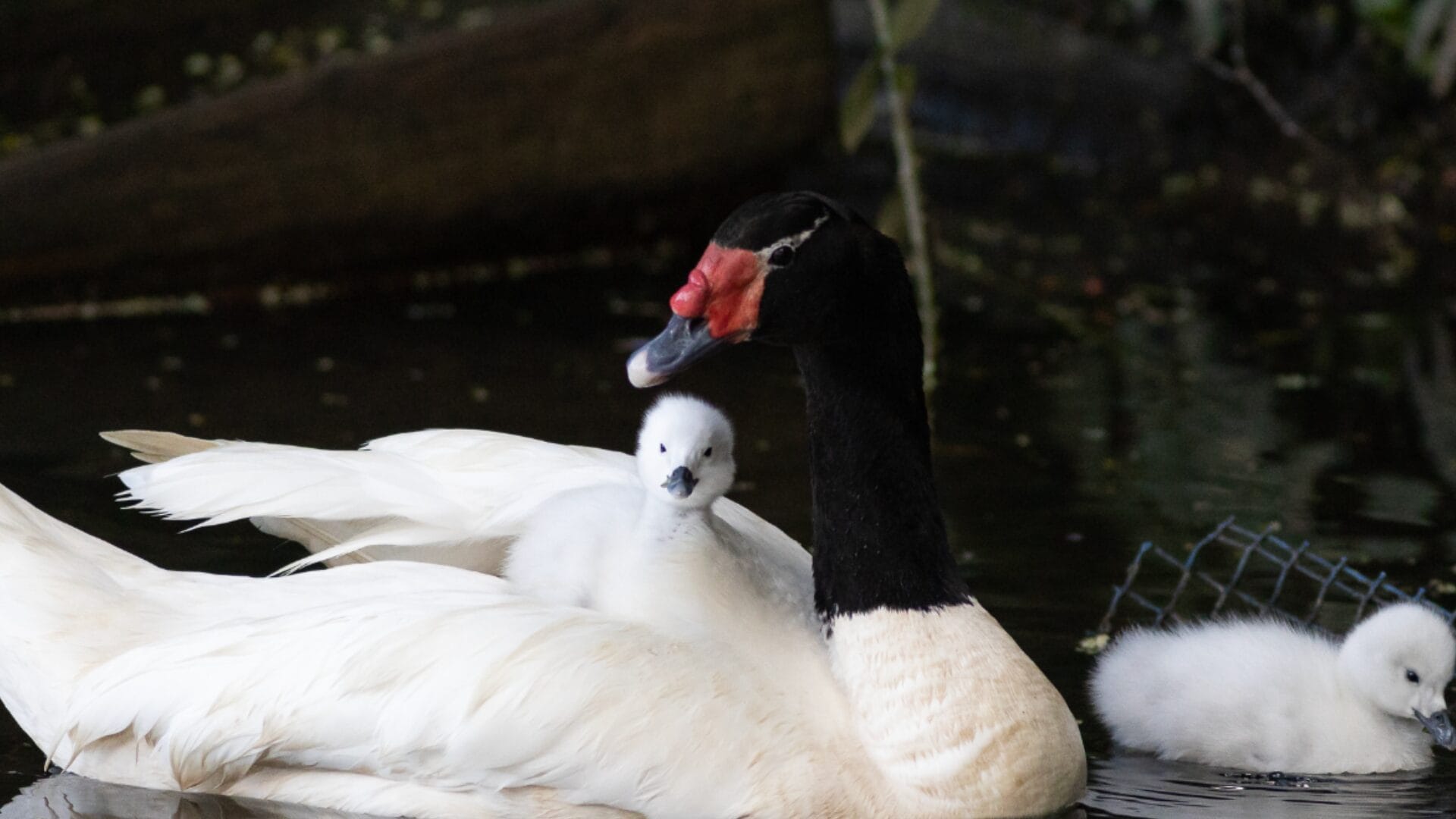 Nacen dos nuevos cisnes de cuello negro en la UdeC: Hacen llamado a no acercarse