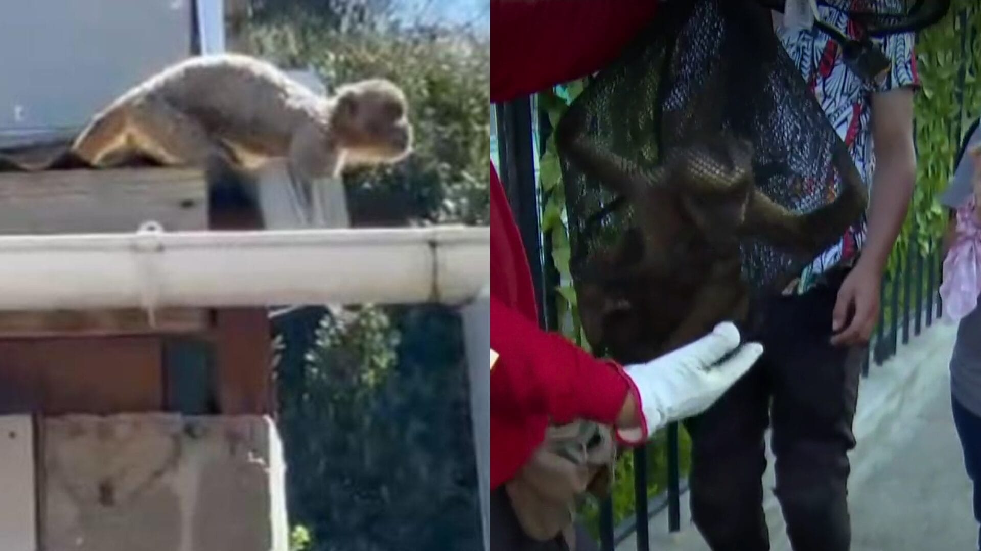 La travesía del mono que se fugó del zoológico en Quilpué: Recorrió, se metió a una casa e intentó morder a un vecino