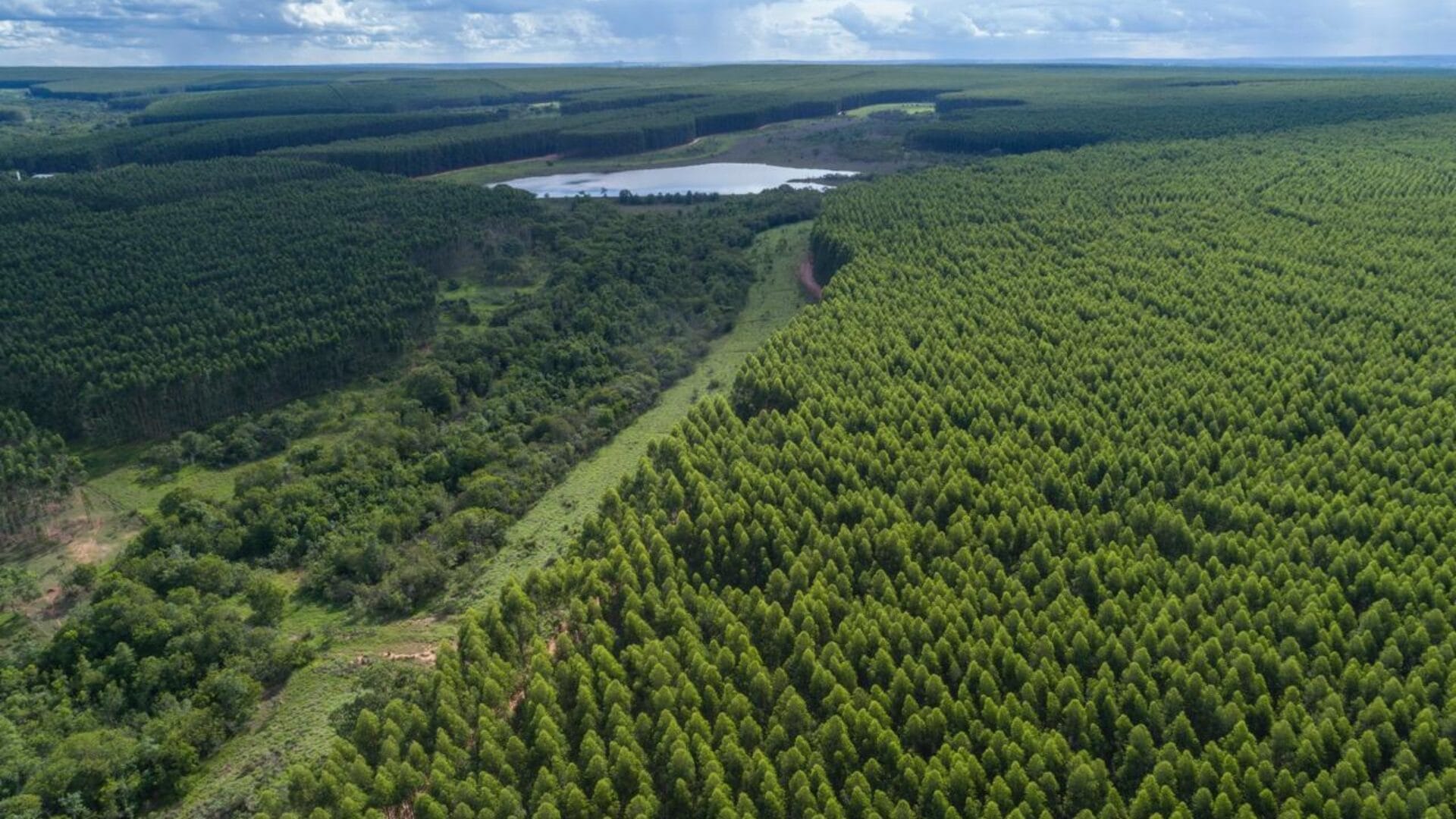 Arauco aprueba 4.600 millones de dólares para proyecto Sucuriú en Brasil: Será la inversión más grande en su historia