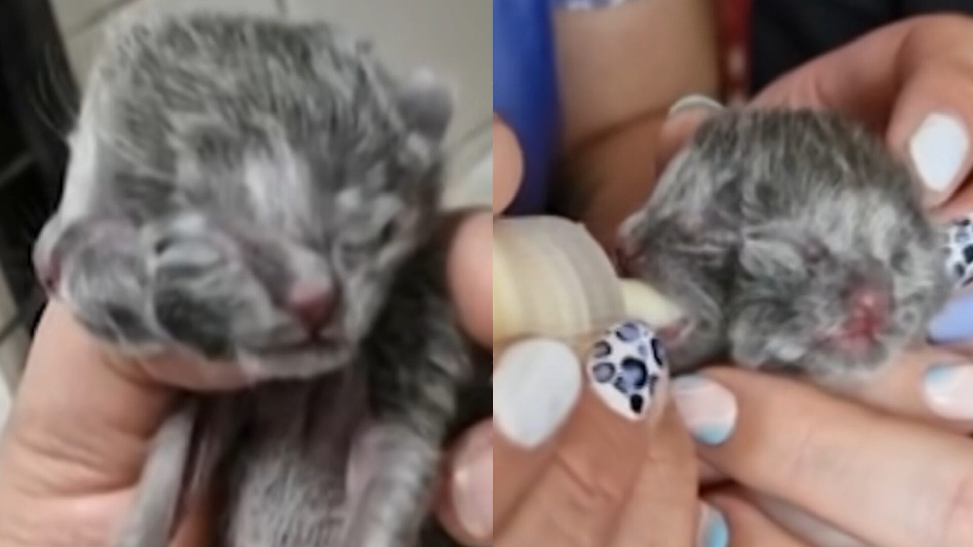 Muere “Chechito”, el gatito que nació con dos caras en Chile