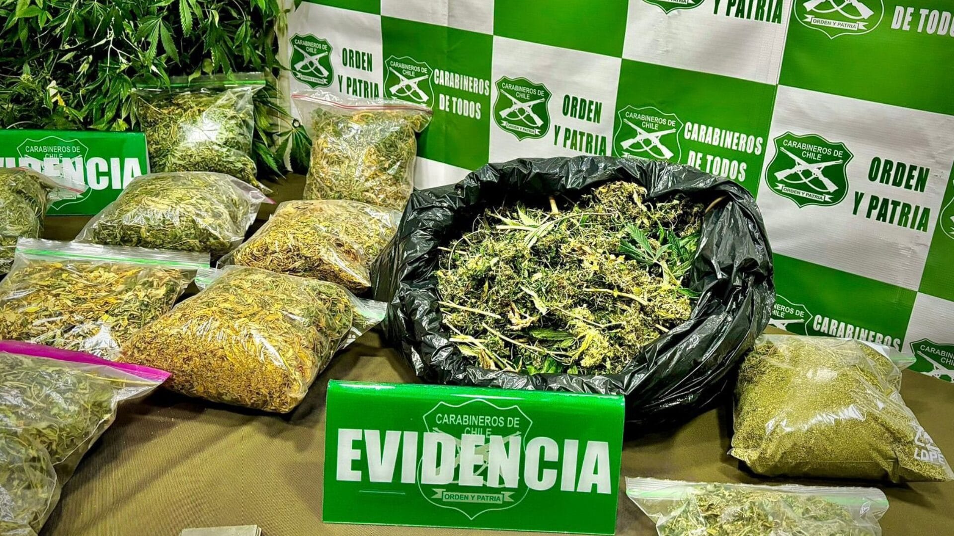 Incendio dejó al descubierto cultivo indoor de marihuana en Coyhaique: Estaría avaluada en $56 millones