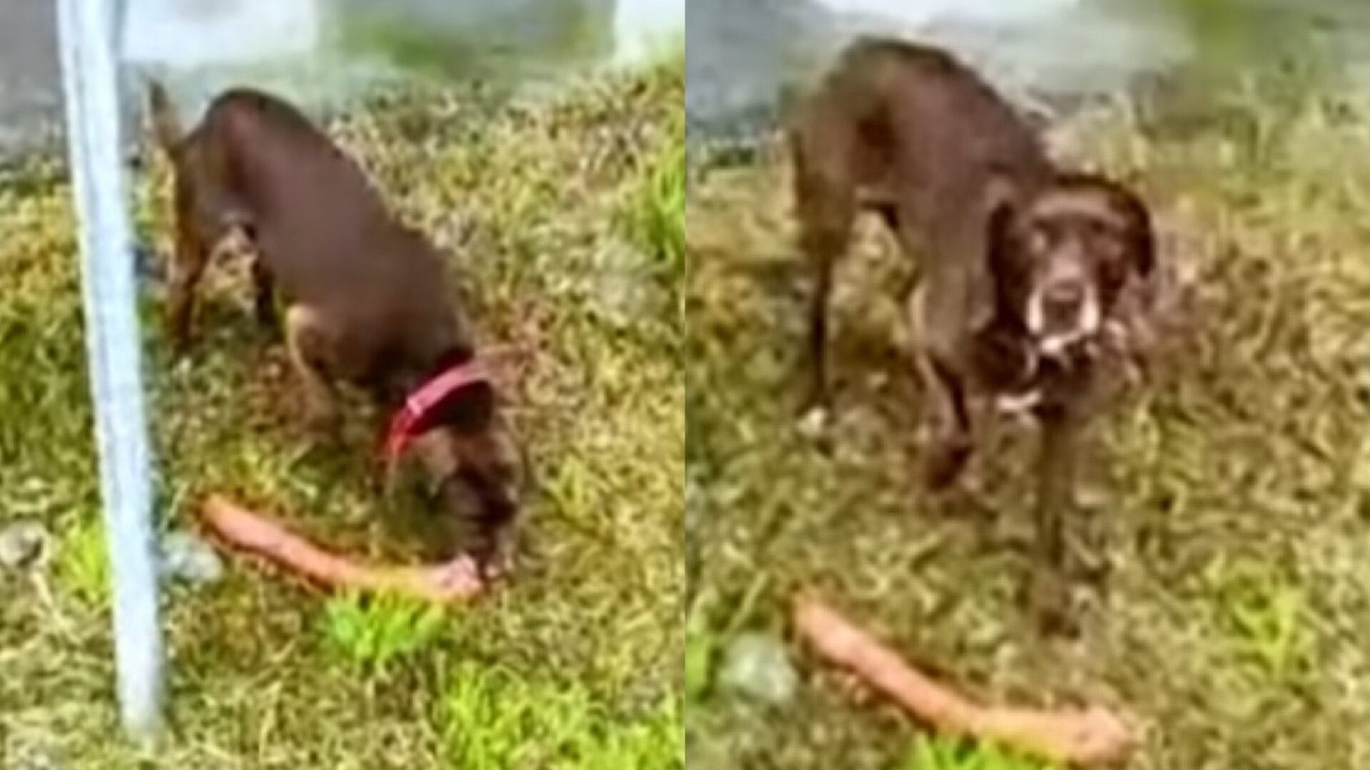 Perrito desató risas tras ser captado robándose una longaniza desde una fonda en Penco