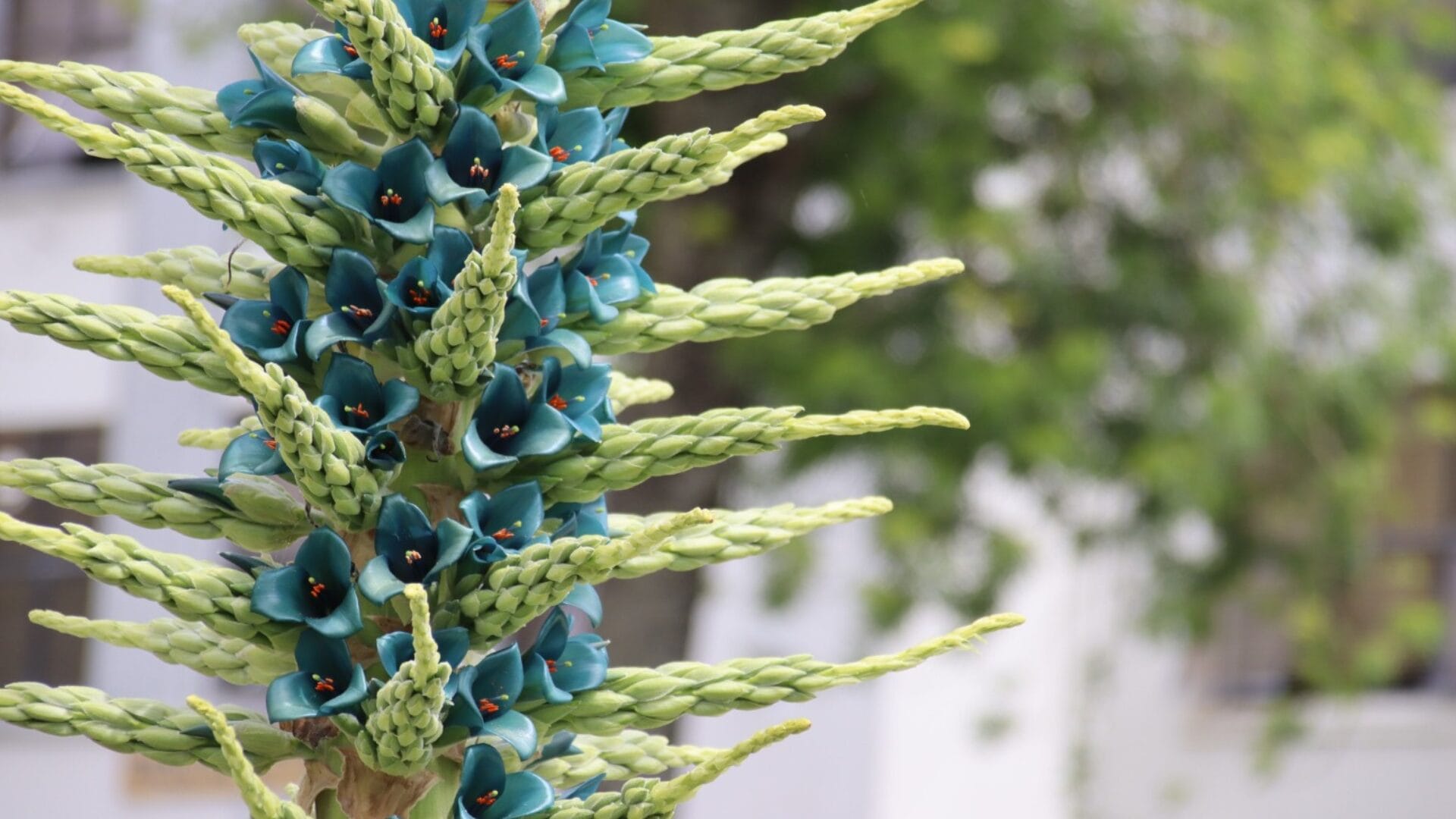 Puya vuelve a florecer en el campus de la Universidad de Concepción