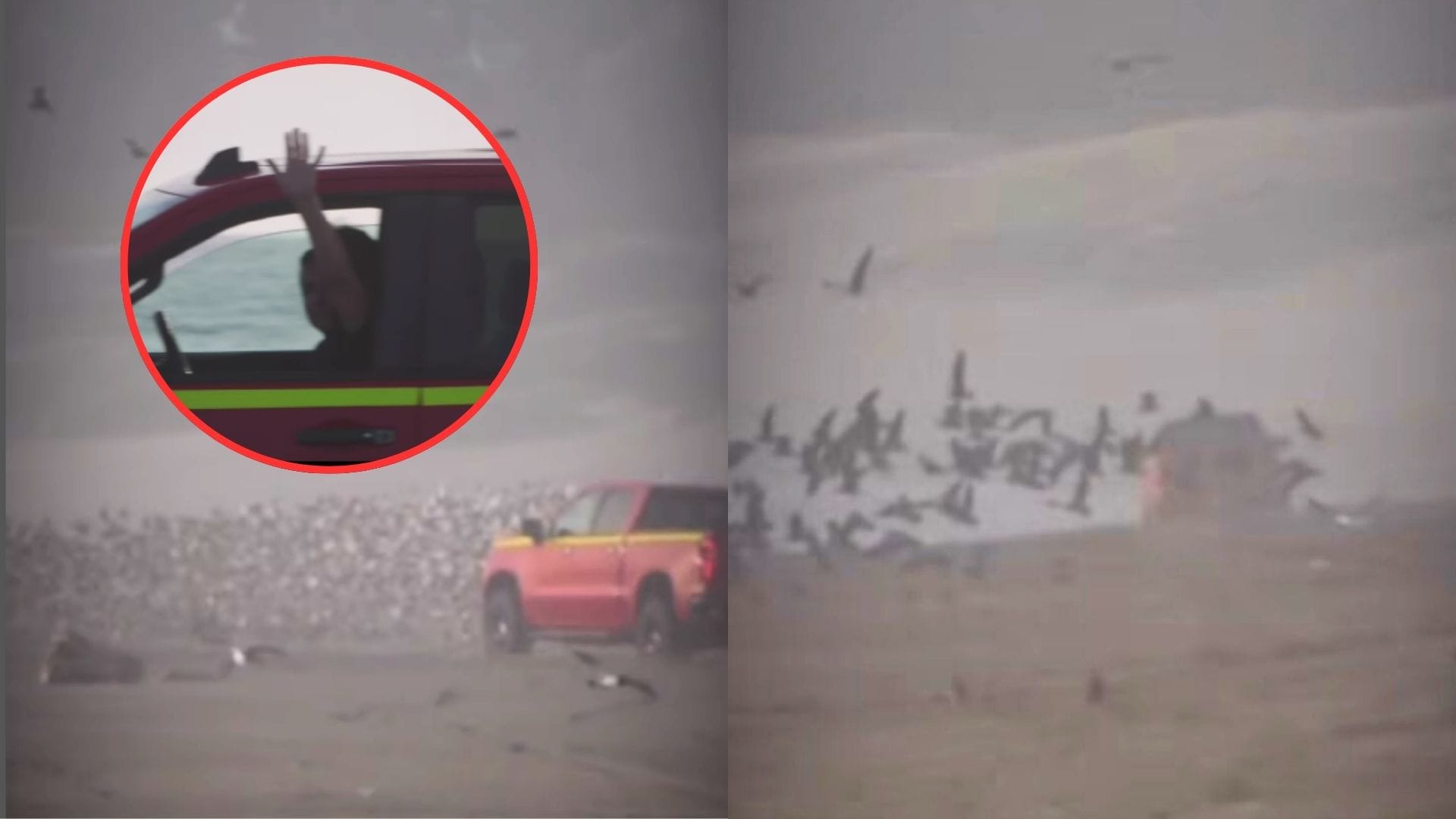 Irresponsable conductor dejó “estela de muerte” al arrasar con aves y nidos en playa Ritoque de Valparaíso