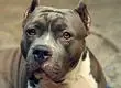 Mujer resulta gravemente herida tras ataque de dos perros pitbull que entraron a un domicilio en Tomé