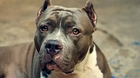 Mujer resulta gravemente herida tras ataque de dos perros pitbull que entraron a un domicilio en Tomé