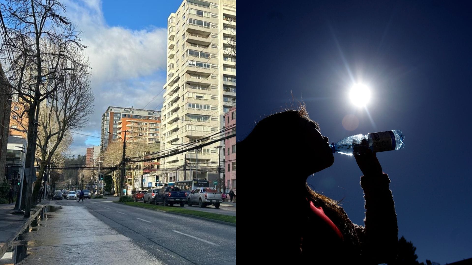 Se acerca el calor a Concepción ¿Cómo afectará la tala de árboles en Av. Chacabuco?