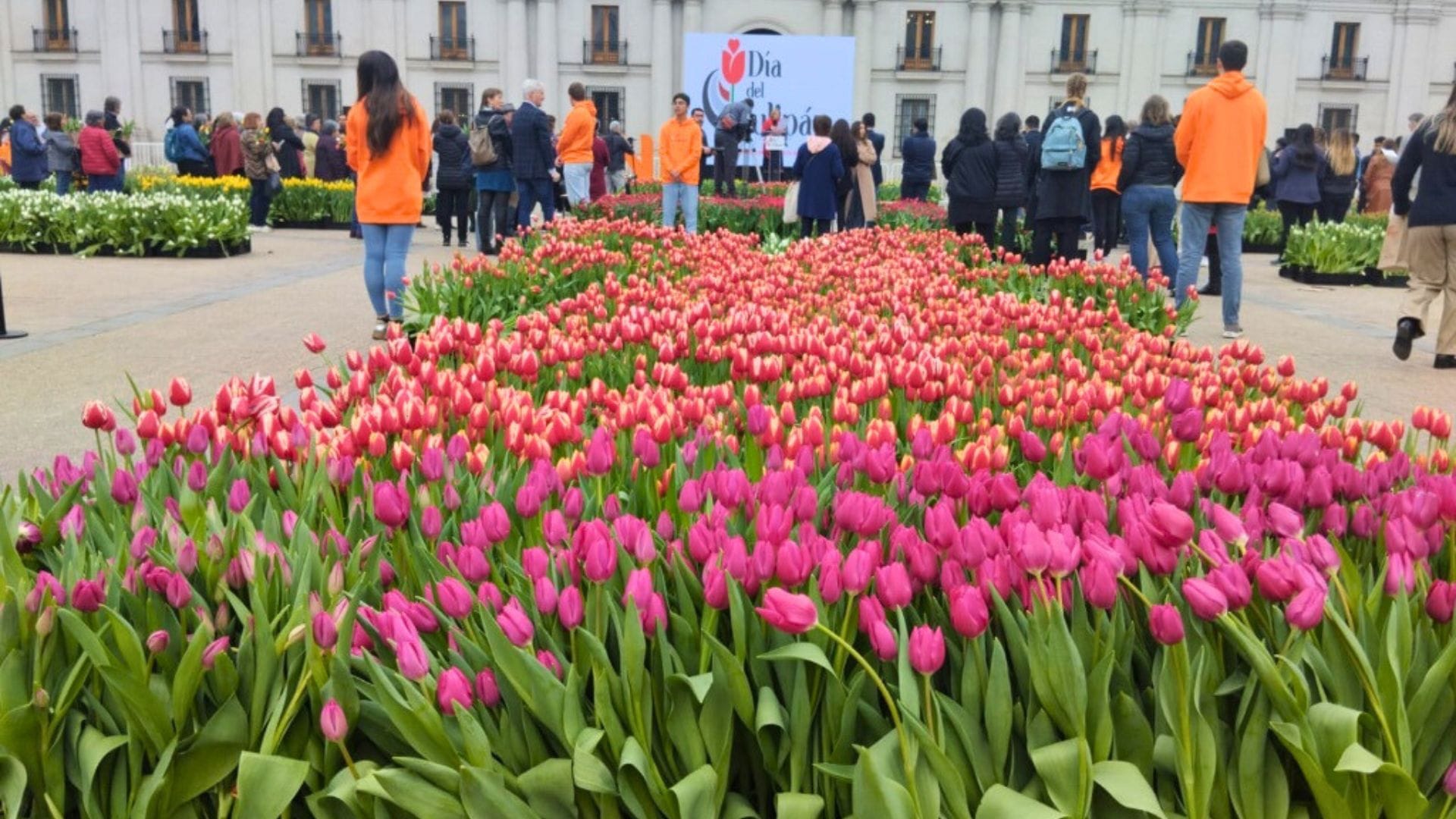 Se acerca la fecha en que miles de tulipanes reciben a la primavera en Chile: Son regalados a los transeúntes